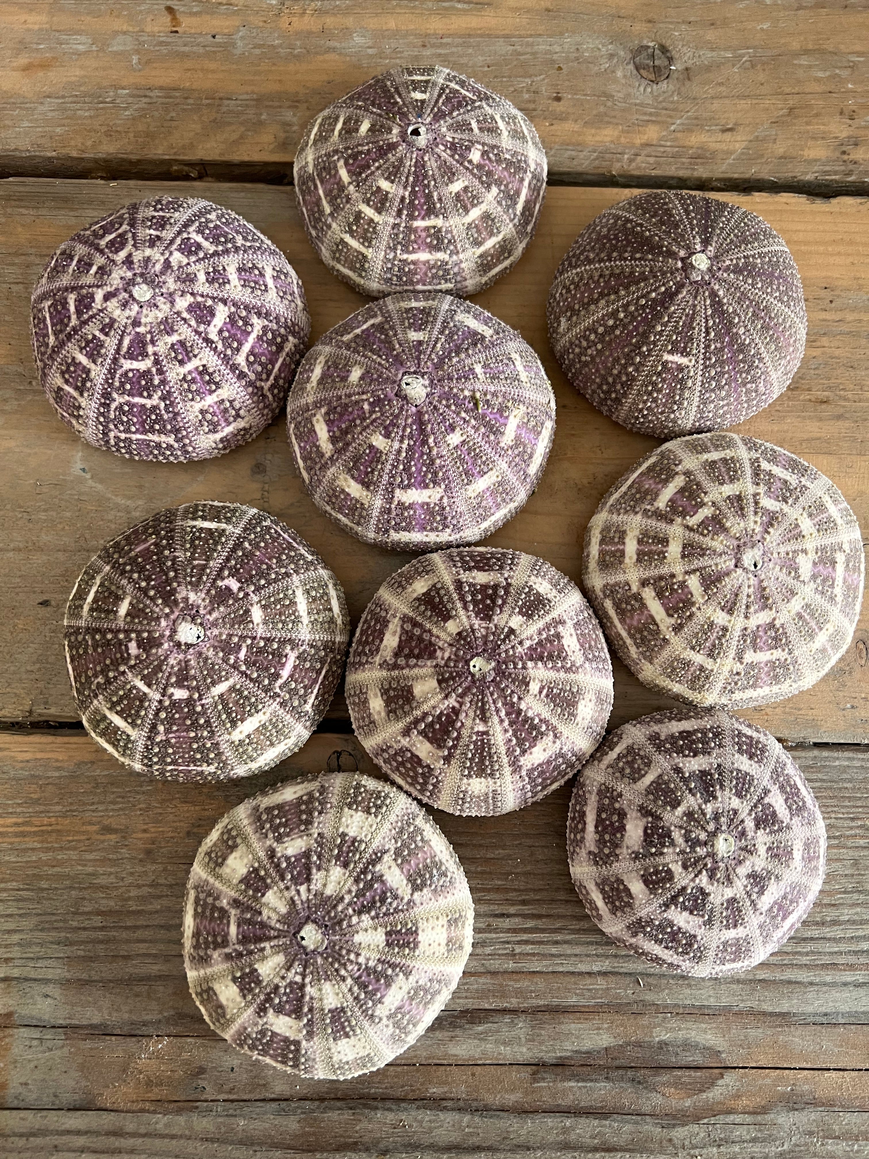Zeeegels