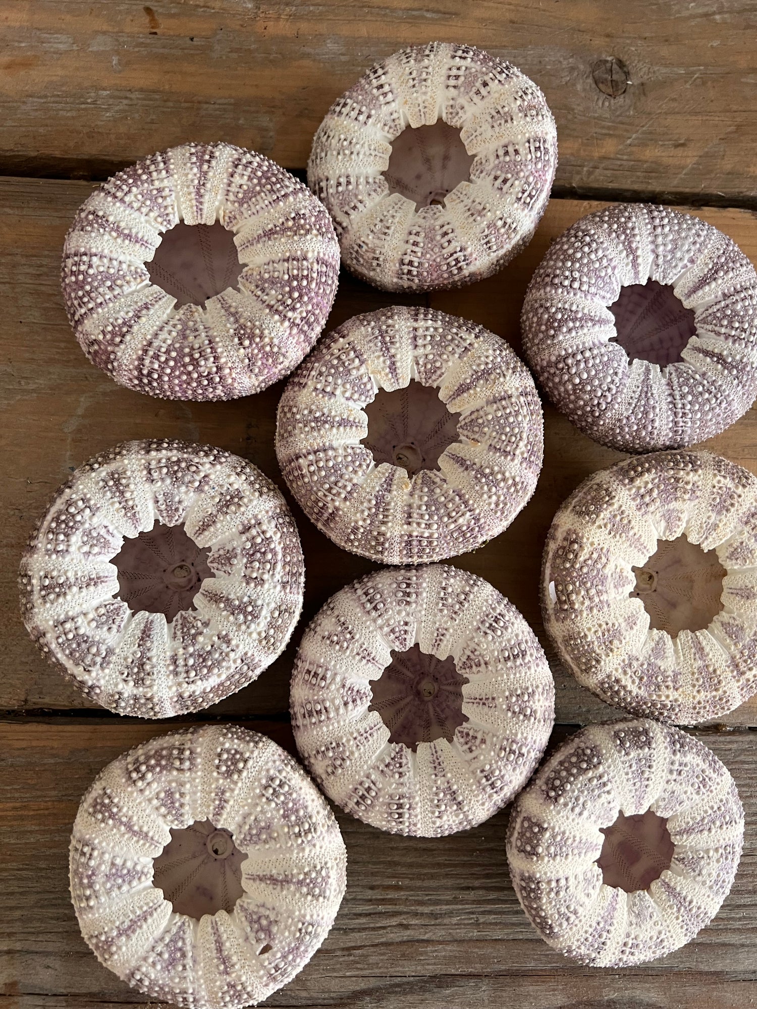 Sea urchin Alfonso shades of pink