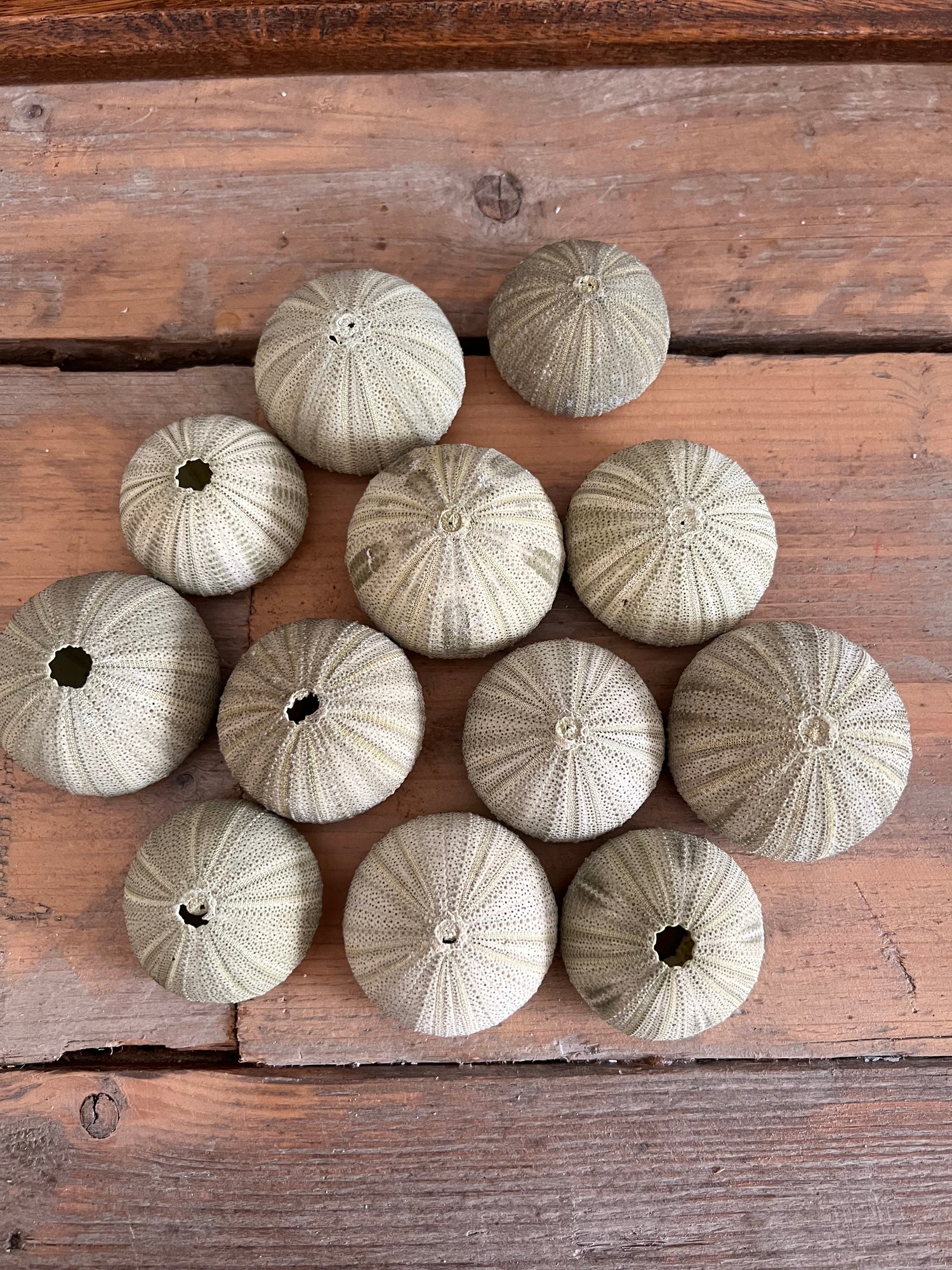 Sea urchin green