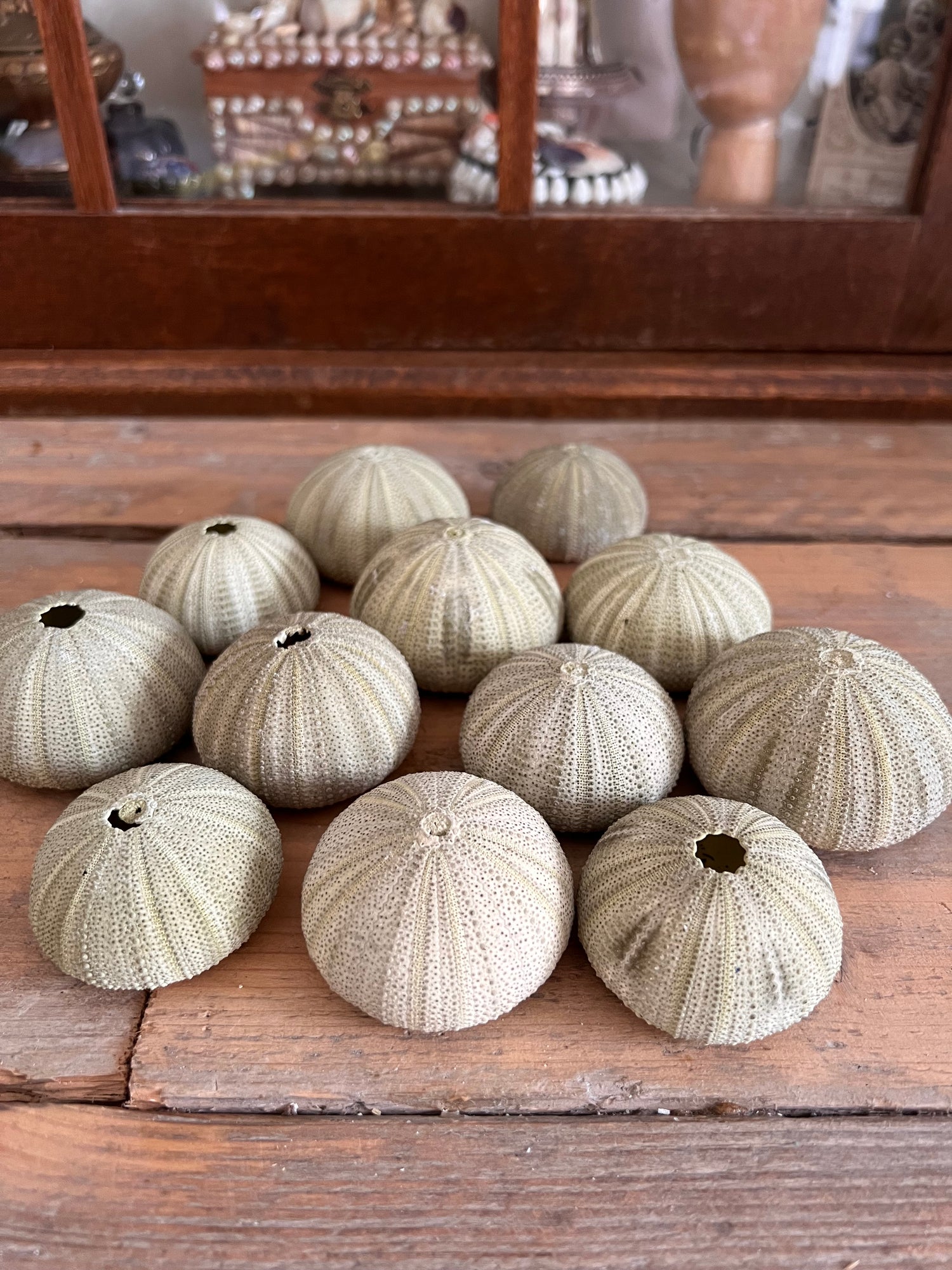 Sea urchin green
