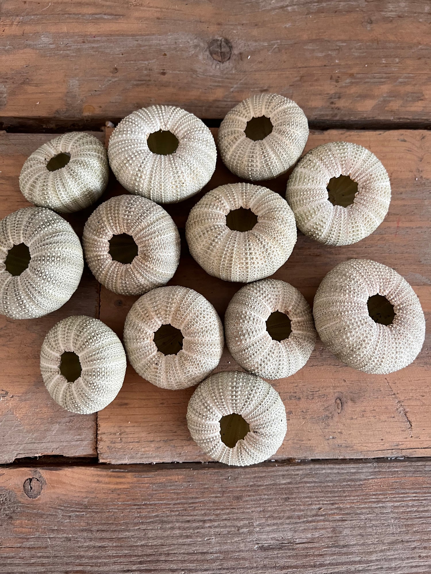 Sea urchin green