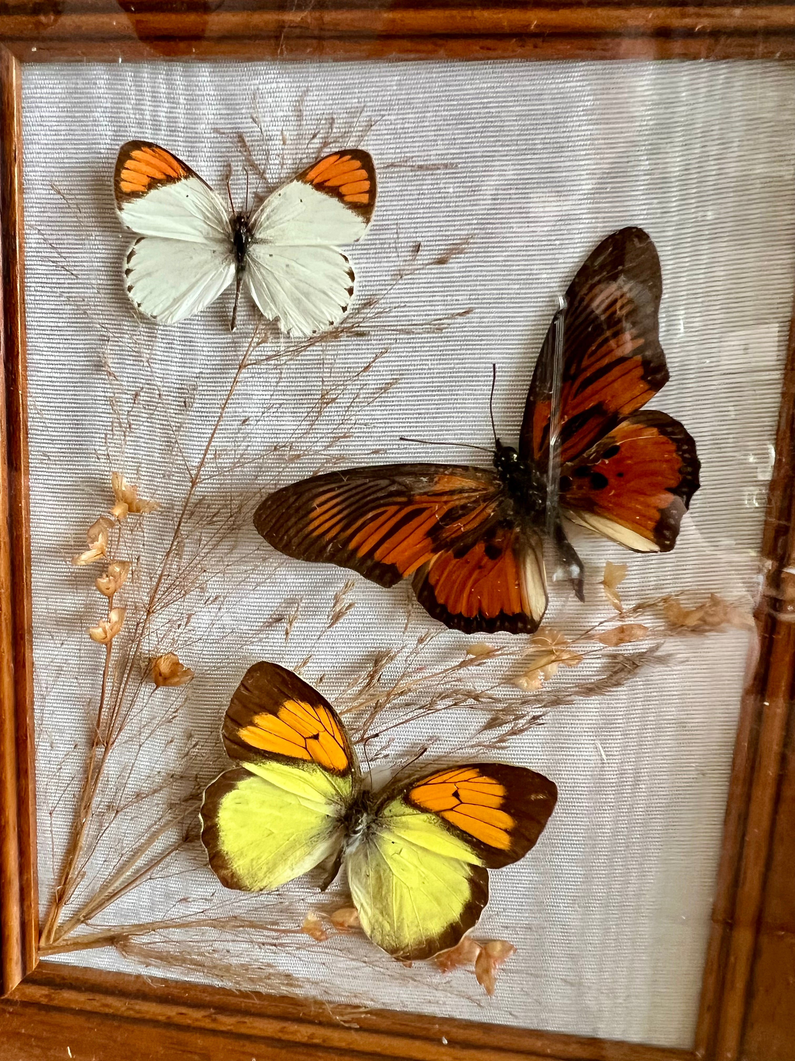 Vlinder taxiderrie