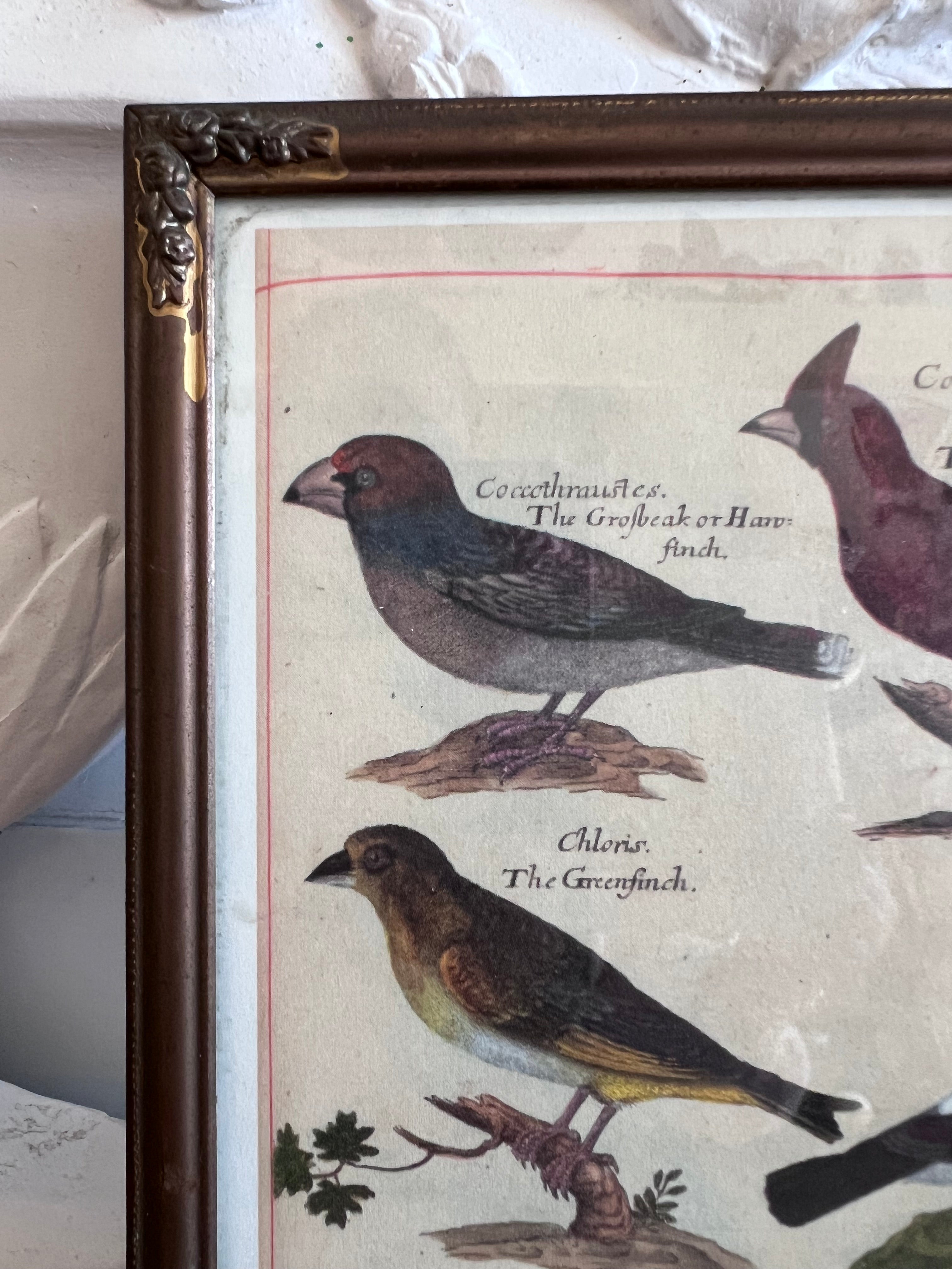 vintage fotolijst, fotolijst vogels, brocante fotolijst, landelijke woondecoratie, shabby chic fotolijst, vogelafbeelding kader, decoratieve fotolijst, vintage interieuraccessoires, Sofia’s Brocante.