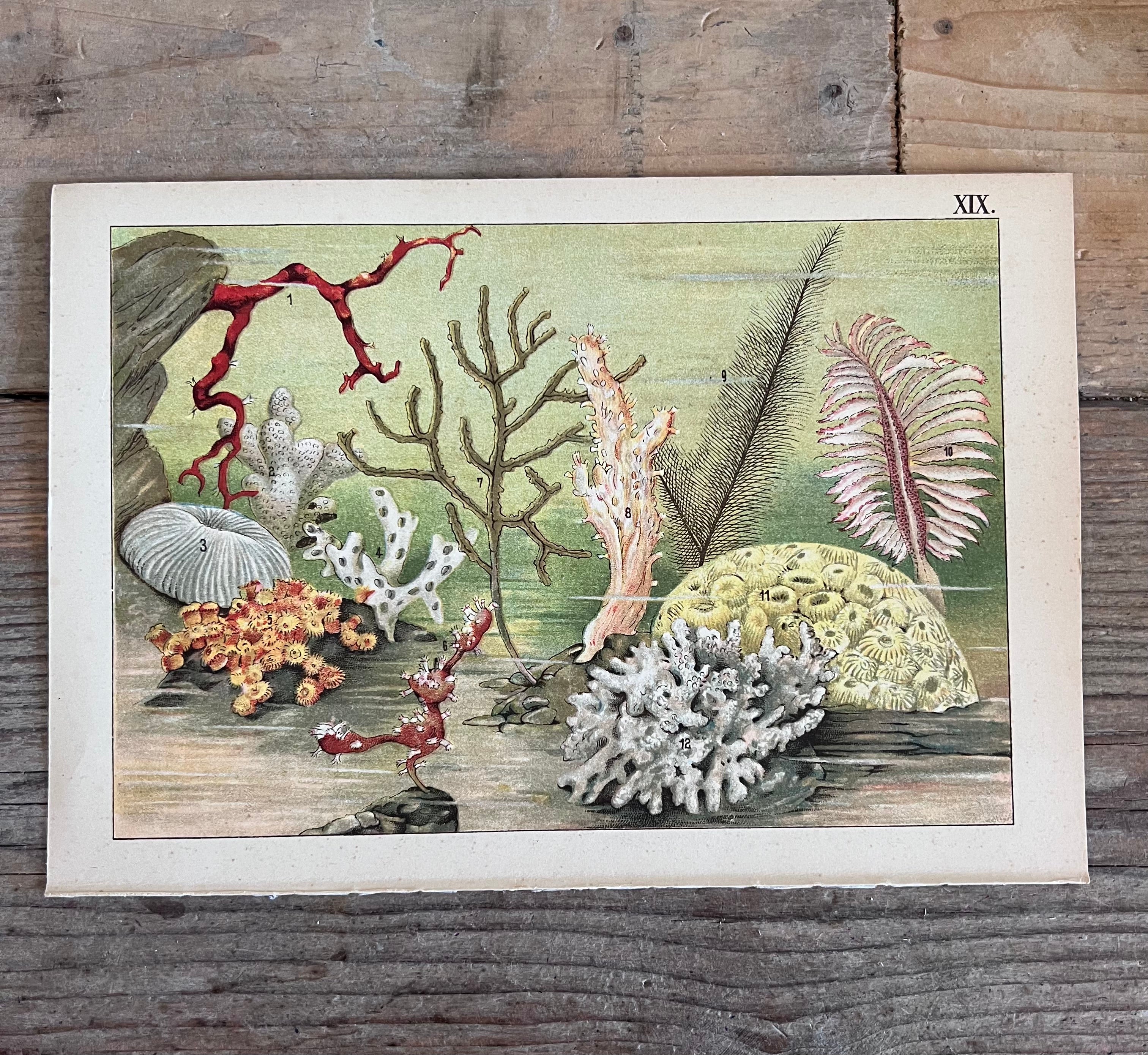 vintage prent Dierenwereld van het water, prent koraal 1912, antieke natuurillustratie, vintage natuurprent, plaat XIX koraal, prent uit 1912, historische natuurkunst, oude wetenschappelijke prent, vintage onderwaterillustratie, decoratieve vintage prent