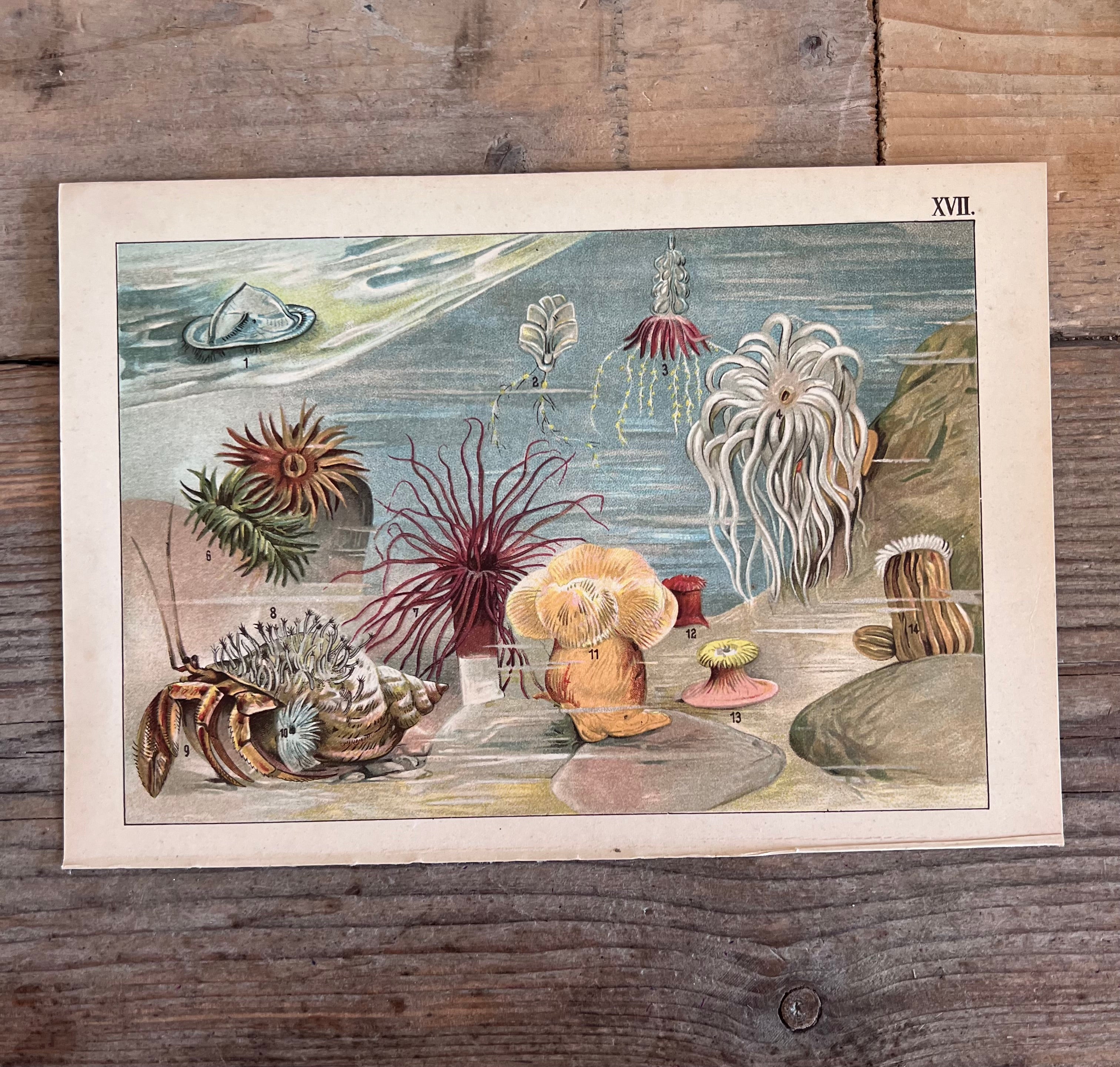 vintage prent Dierenwereld van het water, prent koraal 1912, antieke natuurillustratie, vintage natuurprent, plaat XVII, prent uit 1912, historische natuurkunst, oude wetenschappelijke prent, vintage onderwaterillustratie, decoratieve vintage prent, heremietkreeft