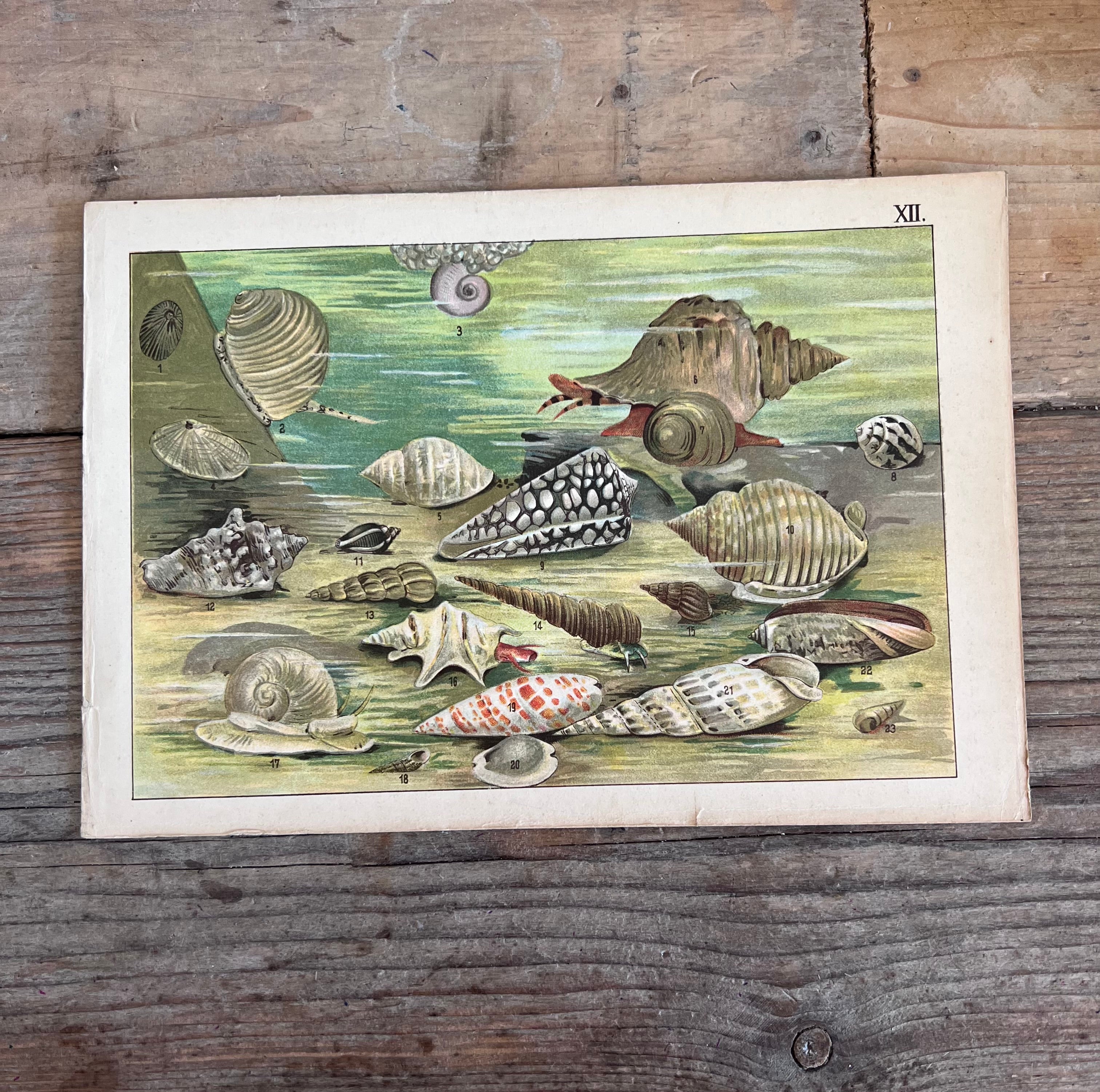 vintage prent Dierenwereld van het water, prent koraal 1912, antieke natuurillustratie, vintage natuurprent, plaat XII, prent uit 1912, historische natuurkunst, oude wetenschappelijke prent, vintage onderwaterillustratie, decoratieve vintage prent, zeeslakken