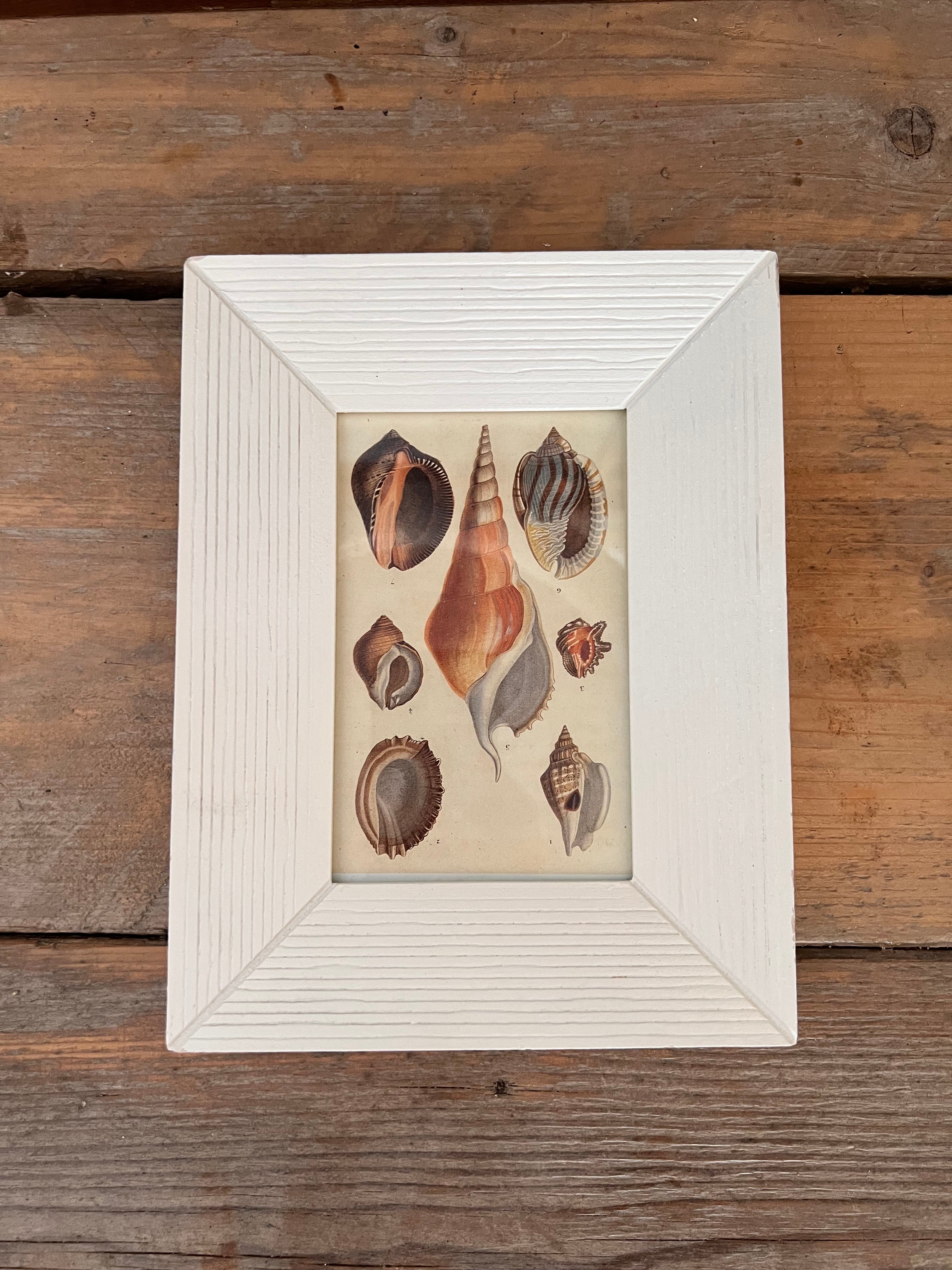 Schelpen illustratie
