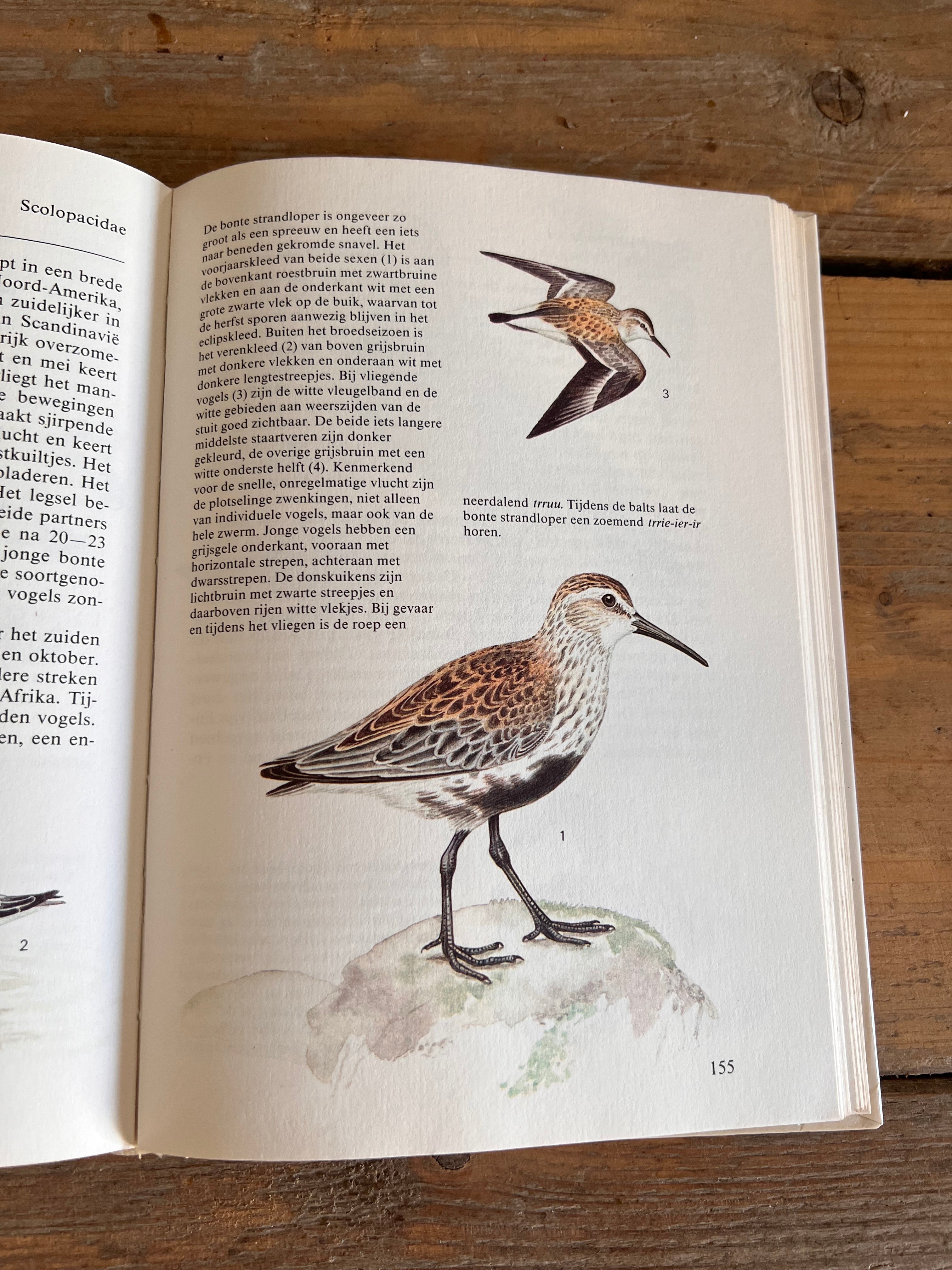 Natuurgids watervogels