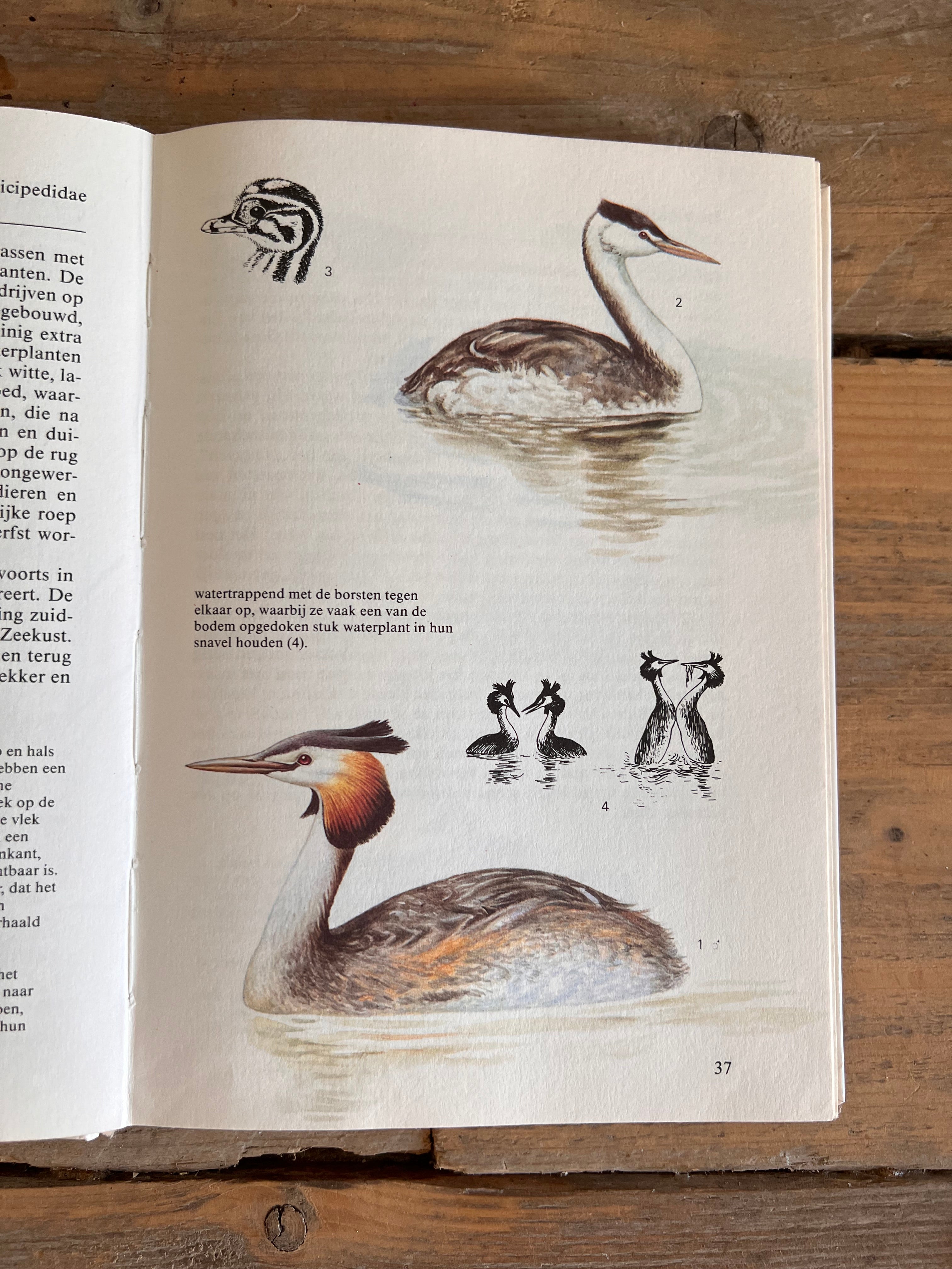 Natuurgids watervogels