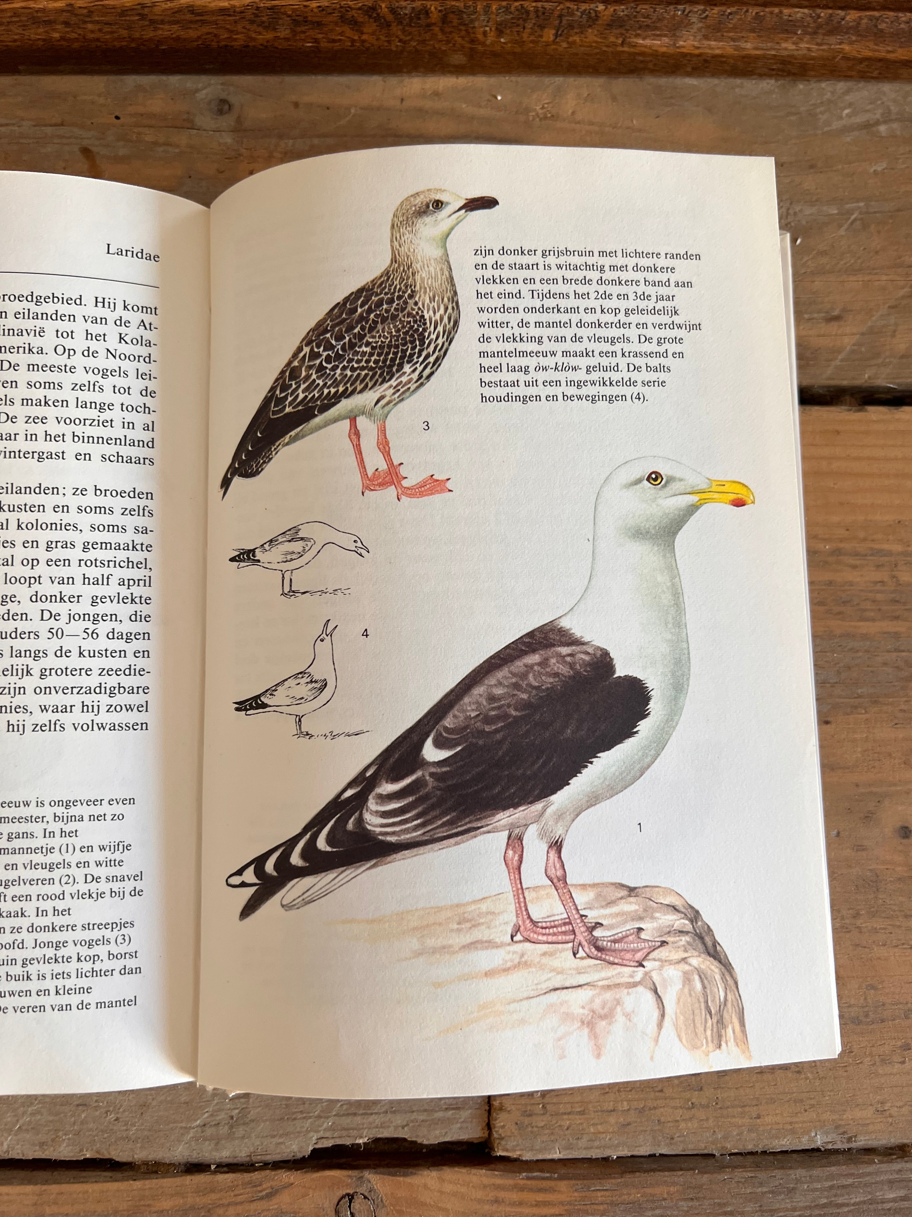 Natuurgids watervogels