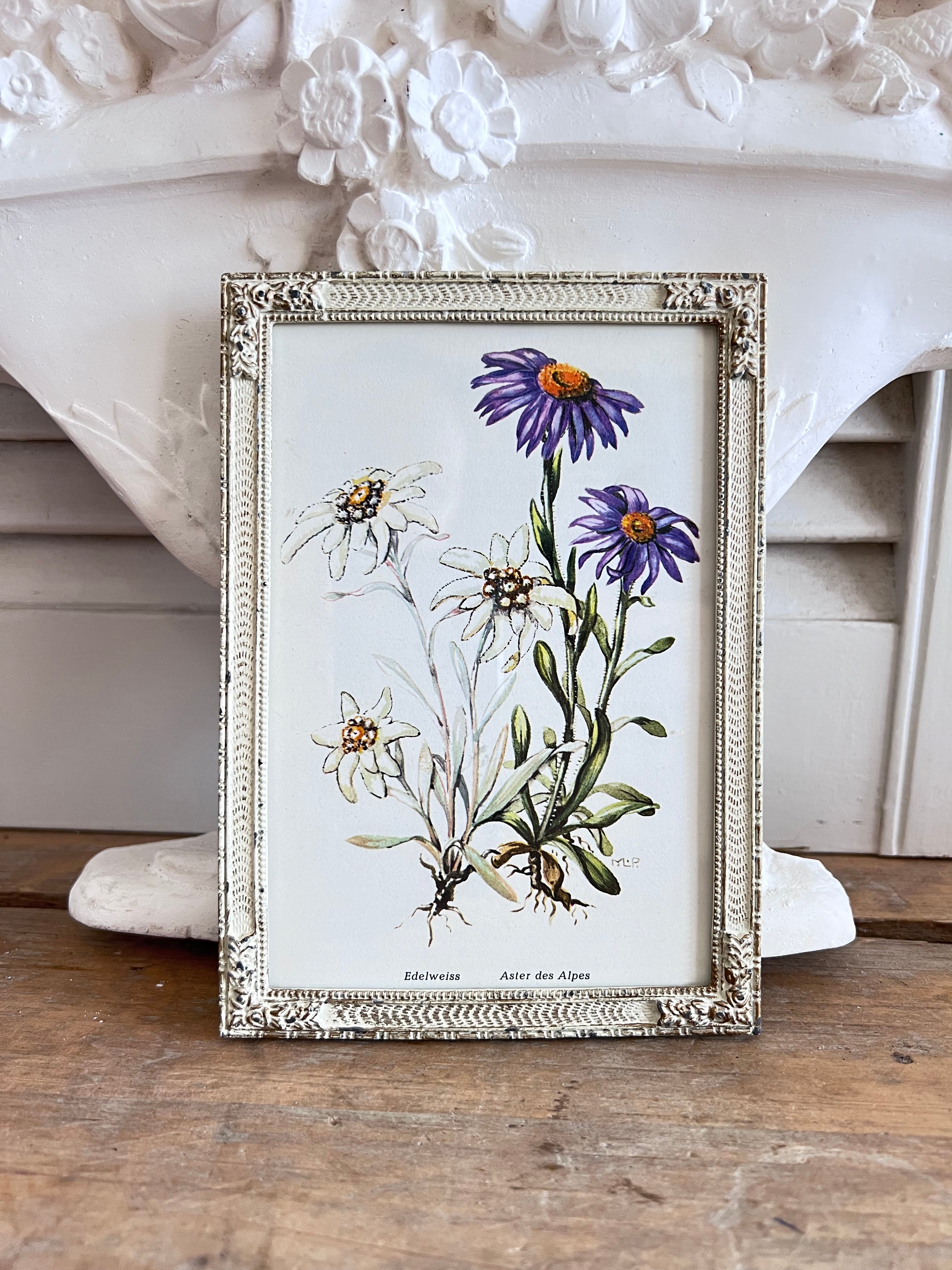 - vintage fotolijst botanisch  
- botanische afbeelding edelweiss aster  
- metalen fotolijst vintage  
- decoratieve fotolijst bloemen  
- botanische sfeer in huis  
- retro fotolijst met plantenprint  
- vintage woondecoratie botanisch  
- handgemaakte botanische print lijst  
- botanische wanddecoratie  
- sfeervolle vintage fotolijst