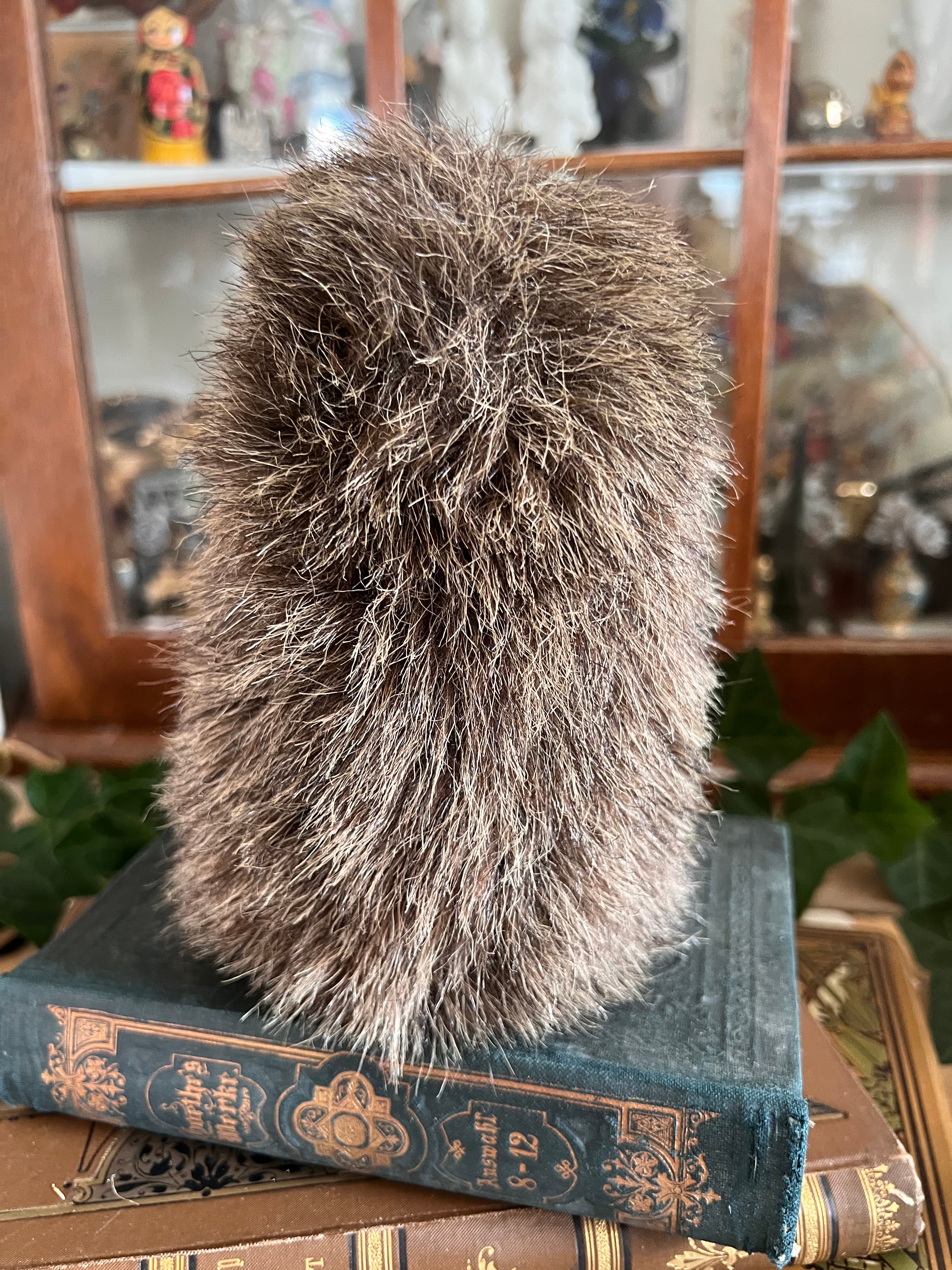 Steiff egel