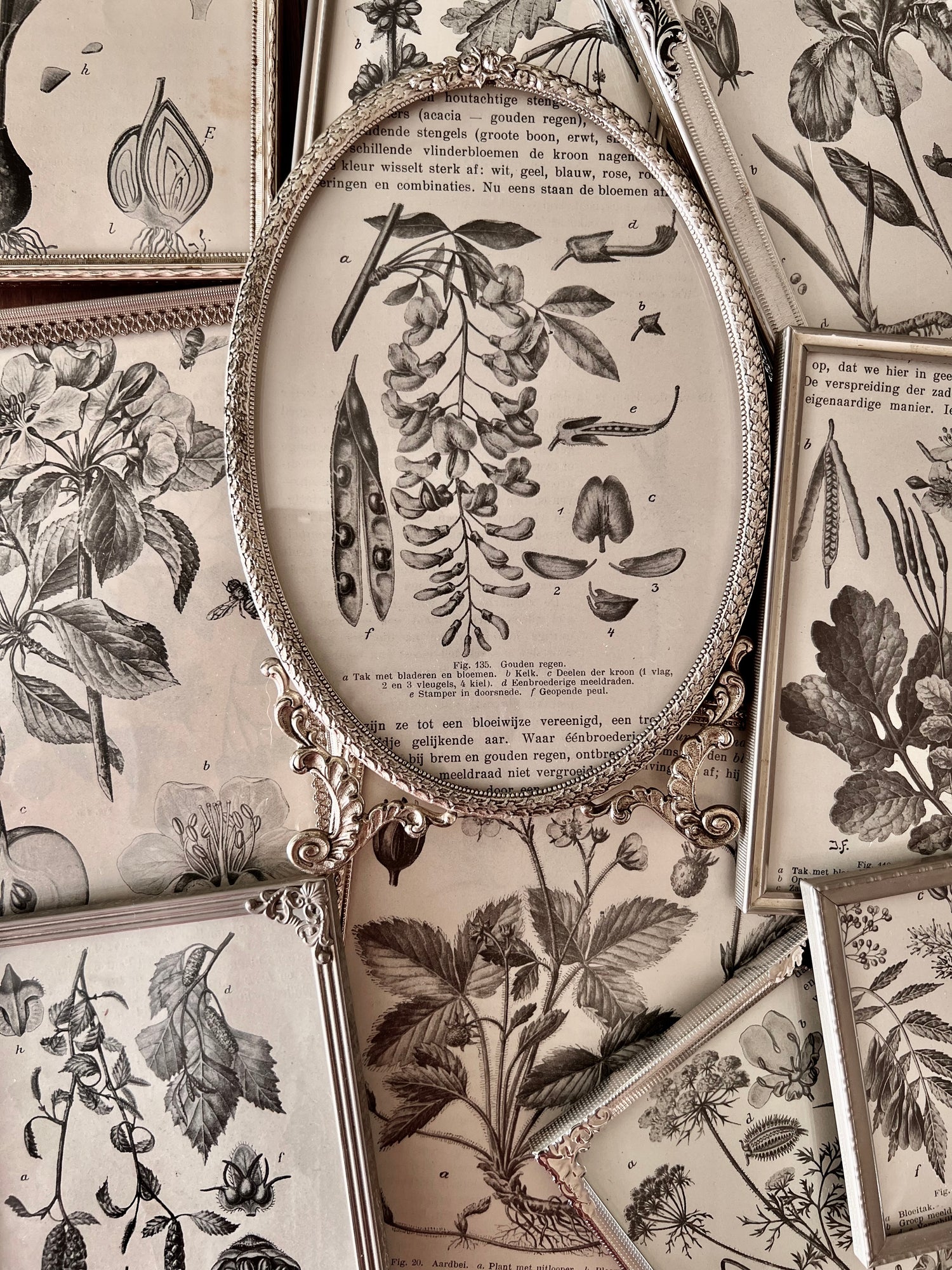 Vintage lijstjes met antieke botanische illustraties uit 1917