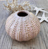 - vaasje zee-egel &nbsp;
- zee-egel vaasje beige &nbsp;
- decoratief vaasje maritiem &nbsp;
- beige vaasje interieur &nbsp;
- klein vaasje bloemenschaal &nbsp;
- uniek vaasje natuur inspiratie &nbsp;
- zee-egel decoratie &nbsp;
- vaas maritiem design