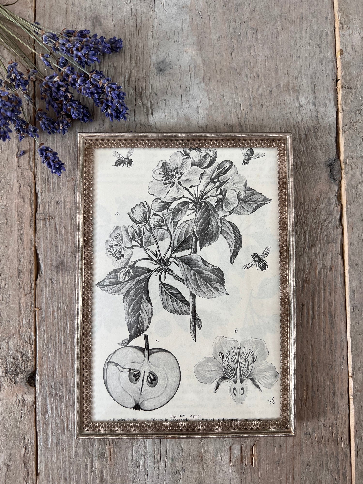 Vintage lijstje met botanische illustratie appel uit 1917