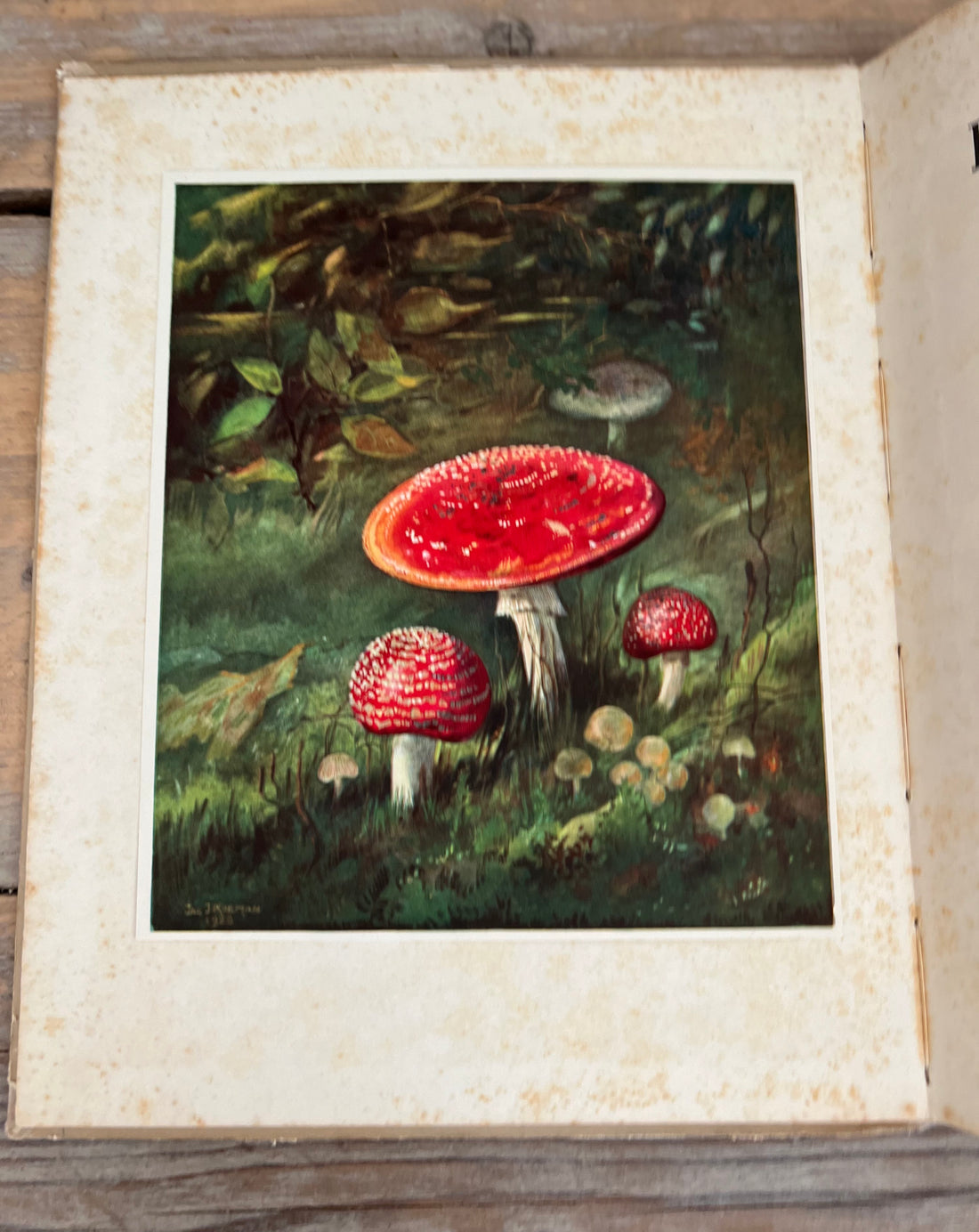 Paddenstoelen vliegenzwam