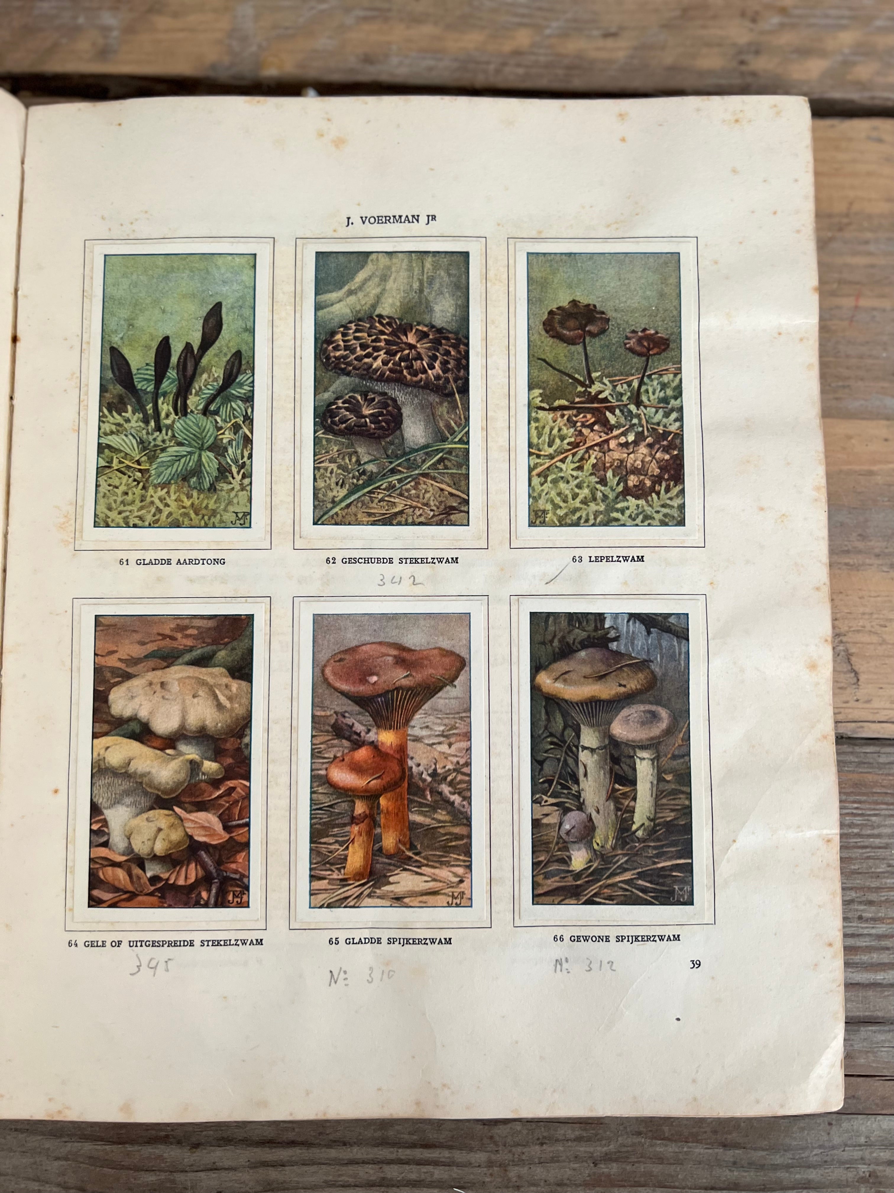 Antikes Verkade-Bilderbuch Pilze