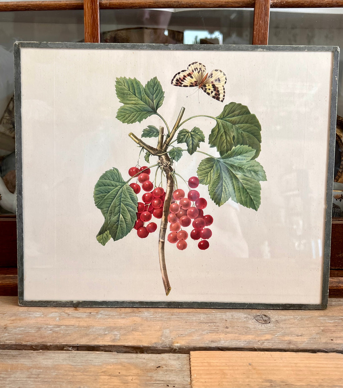 Illustratie aalbes vintage