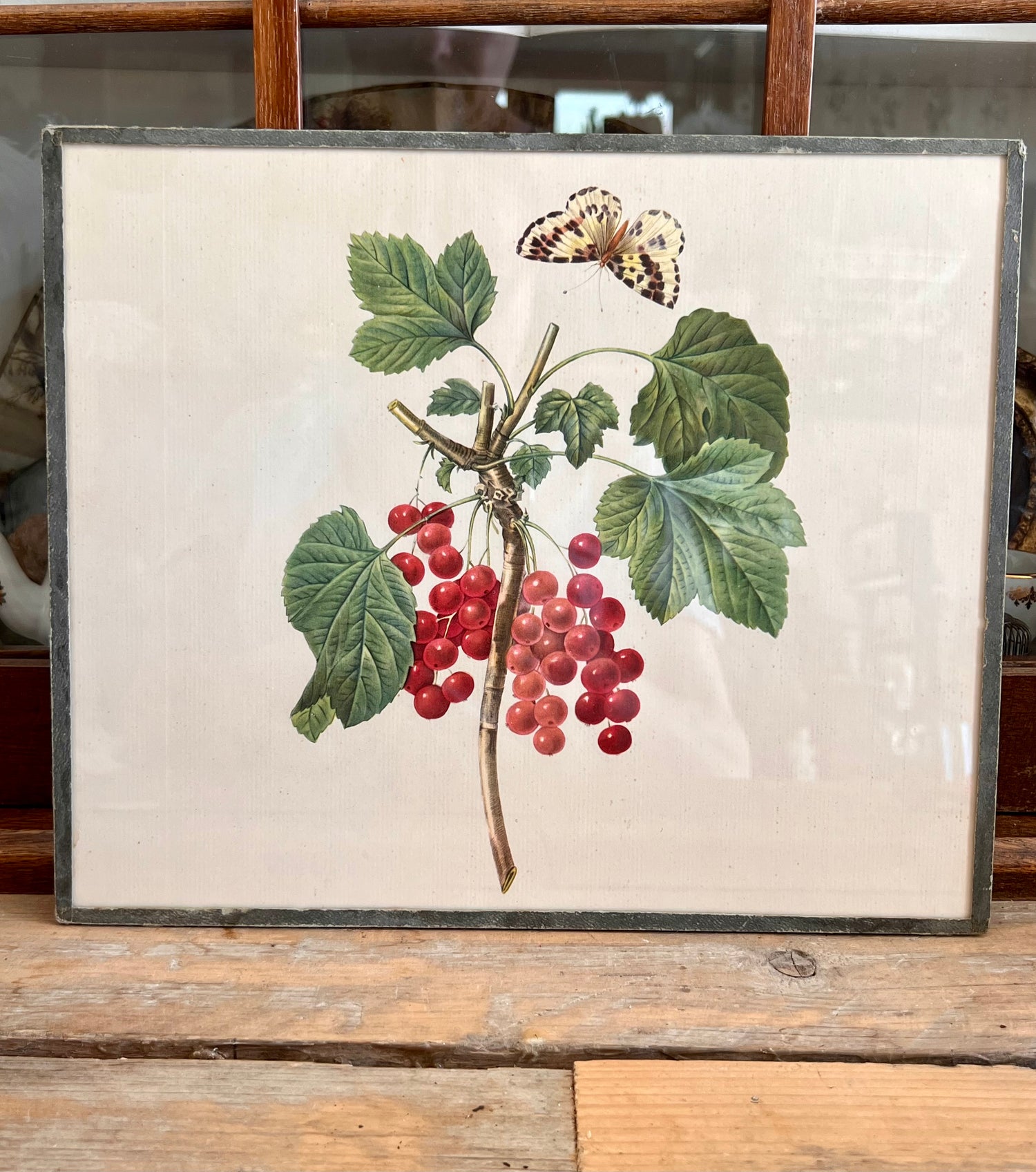 Illustratie aalbes vintage