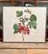 Illustratie aalbes vintage