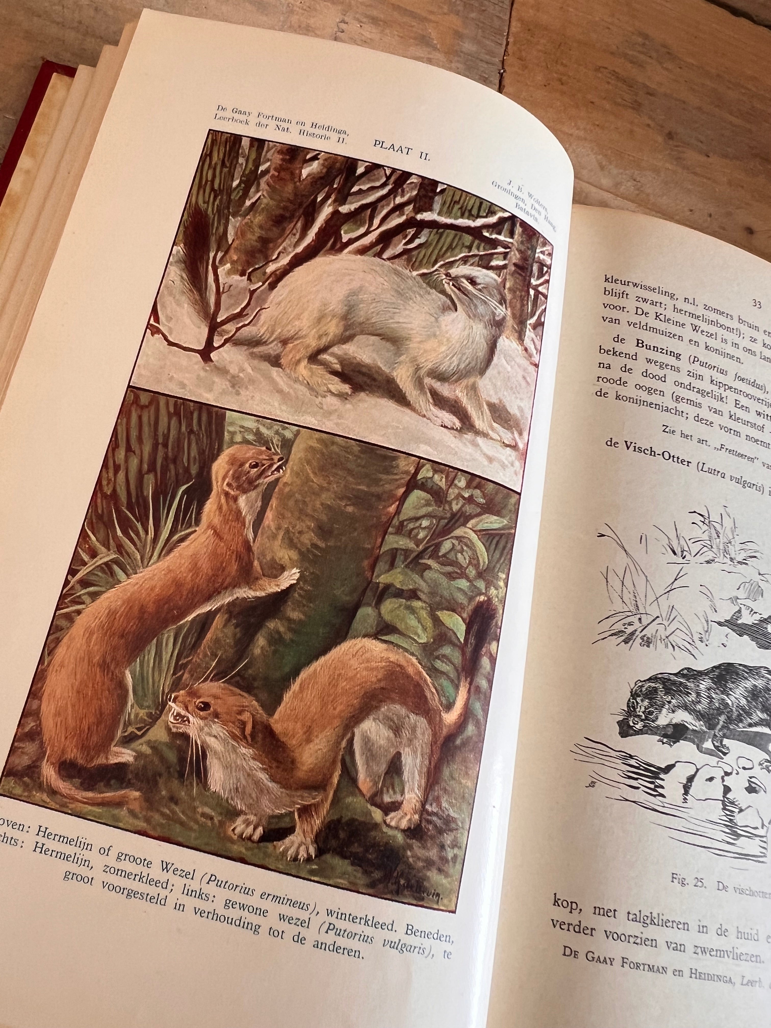 Leerboek der natuurlijke historie - Deel II gewervelde dieren