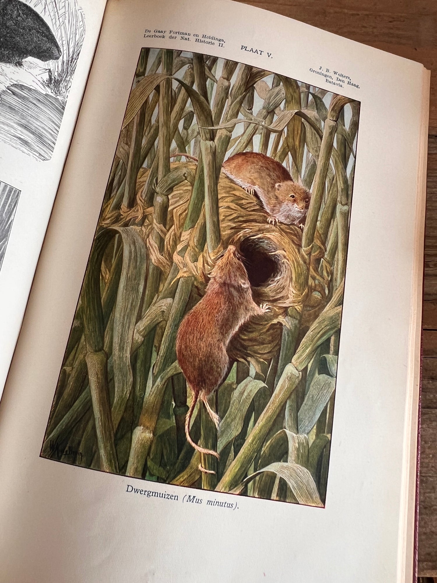 Leerboek der natuurlijke historie - Deel II gewervelde dieren