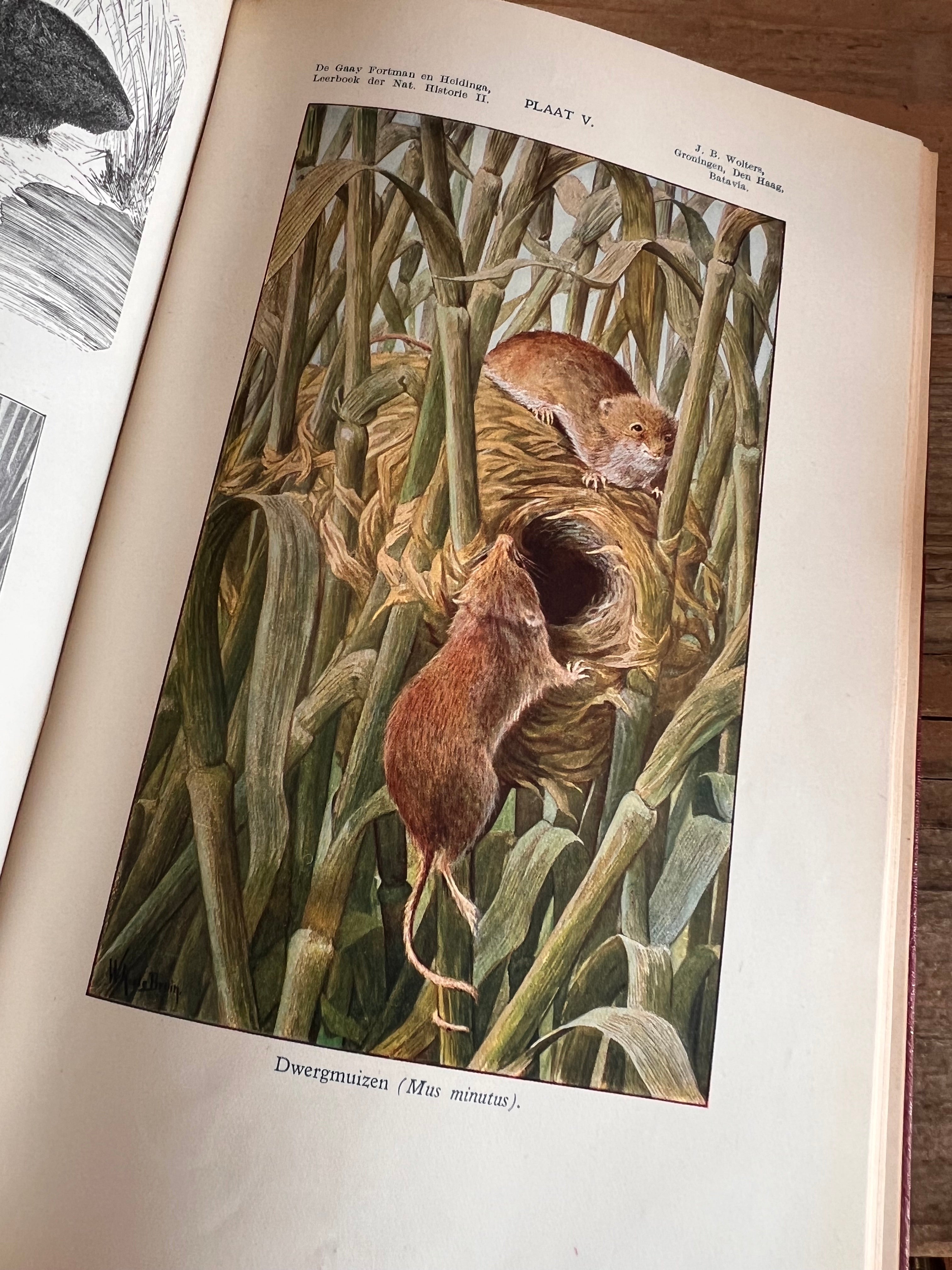 Leerboek der natuurlijke historie - Deel II gewervelde dieren