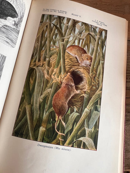 Leerboek der natuurlijke historie - Deel II gewervelde dieren