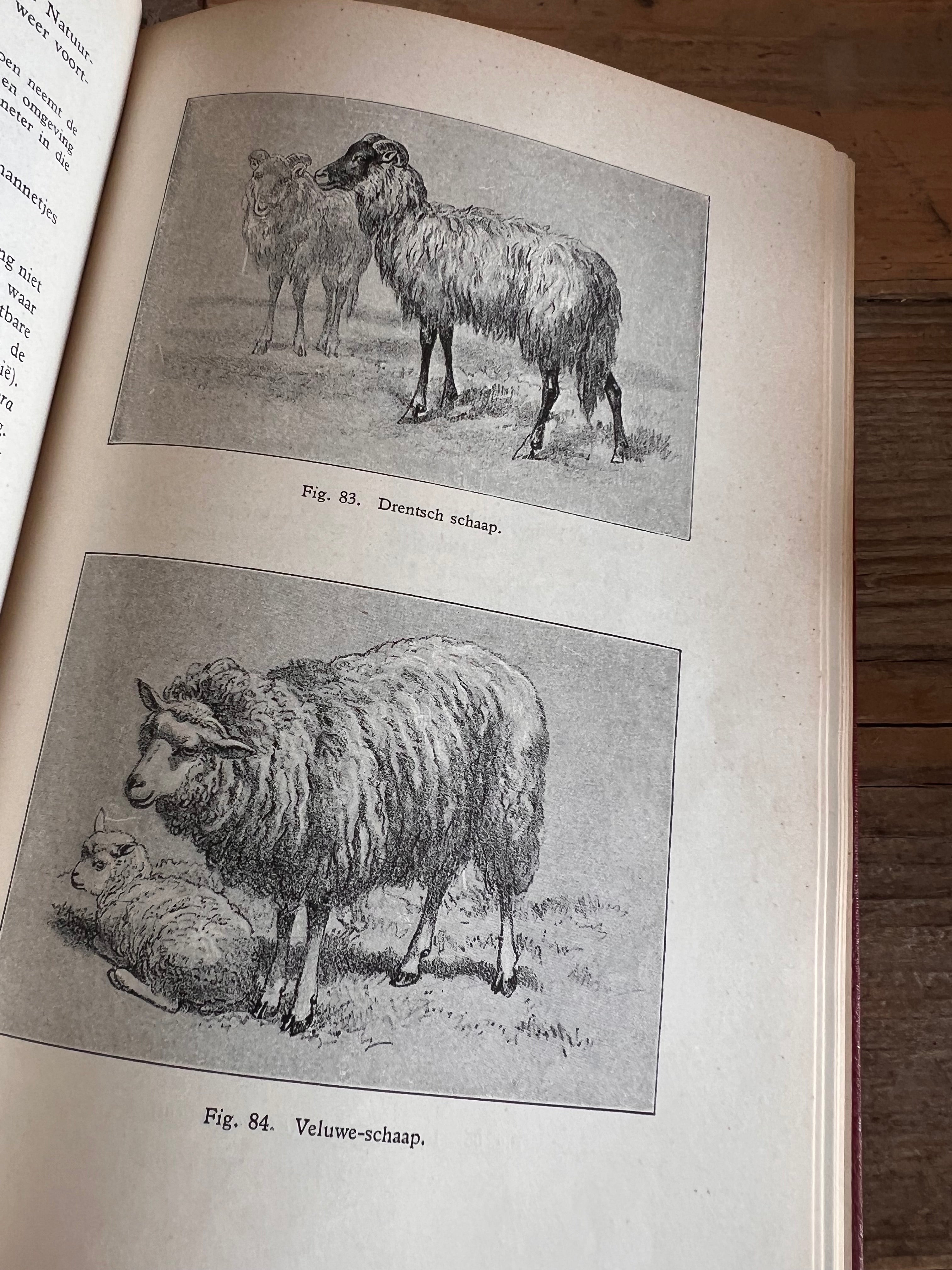 Leerboek der natuurlijke historie - Deel II gewervelde dieren