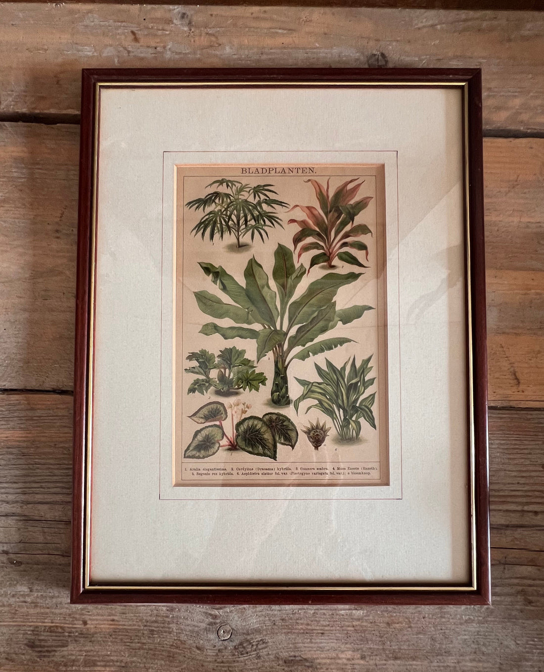 Botanische illustratie van bladplanten