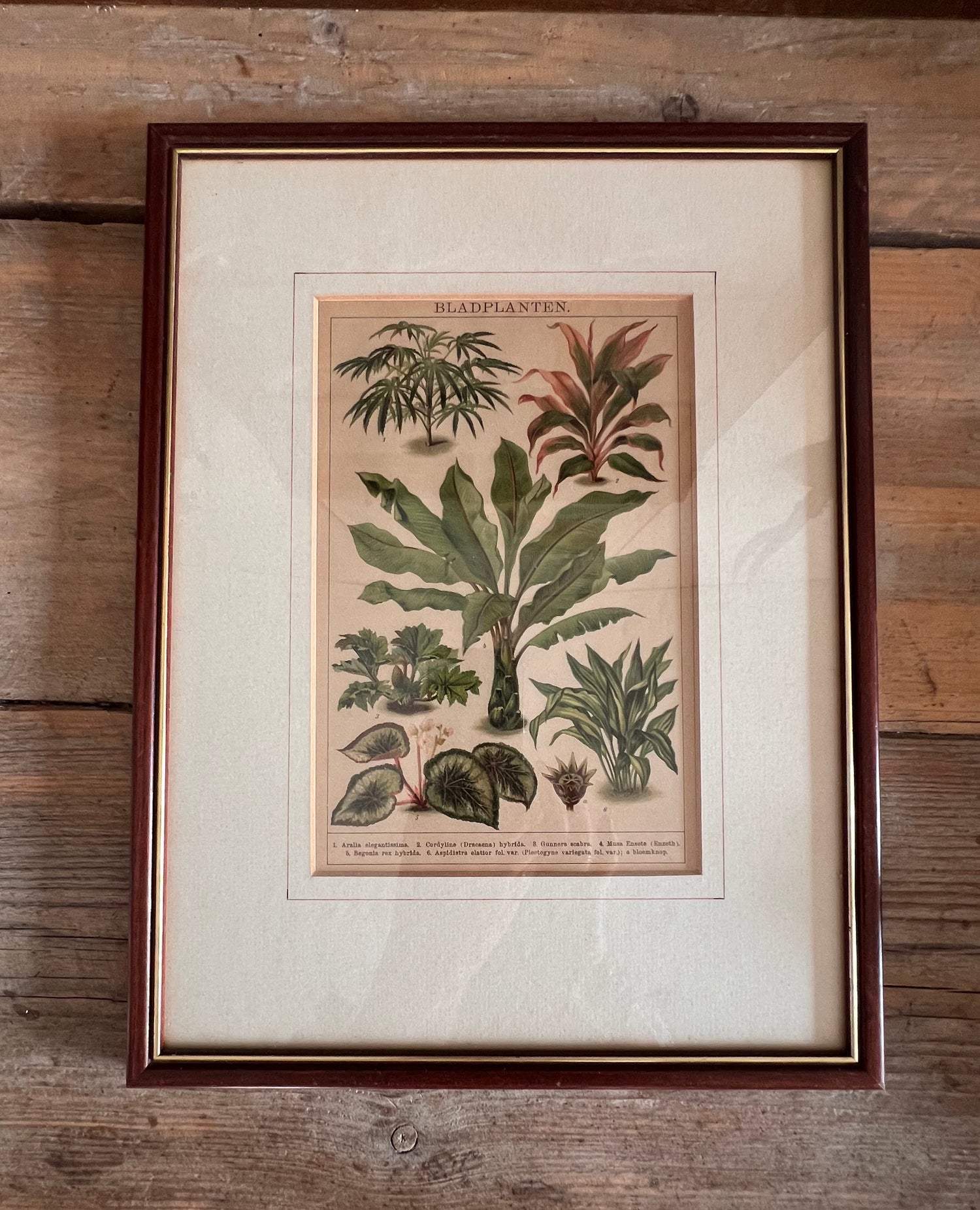 Botanische illustratie van bladplanten