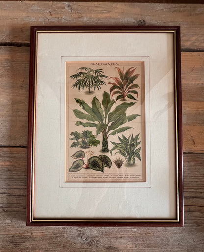 Botanische illustratie van bladplanten