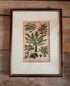 Botanische illustratie van bladplanten