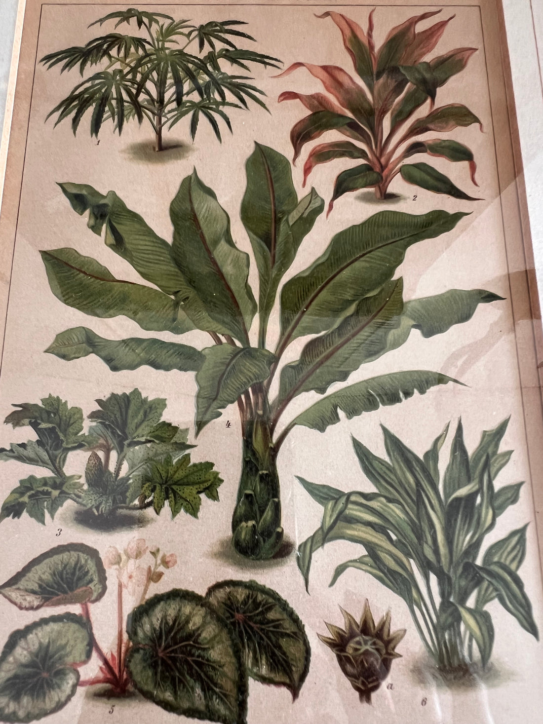 Antieke illustratie bladplanten