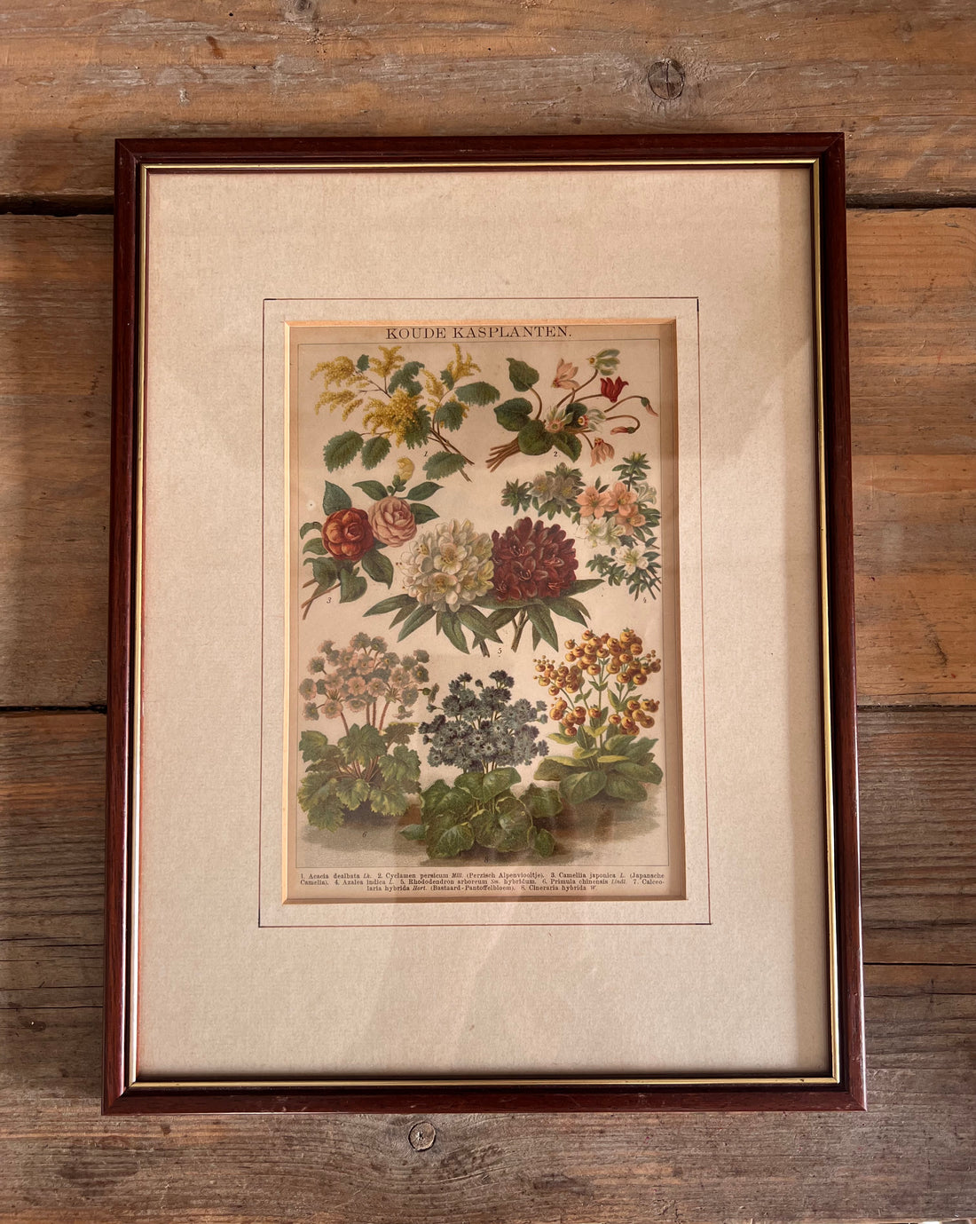 Antieke illustratie koude kasplanten