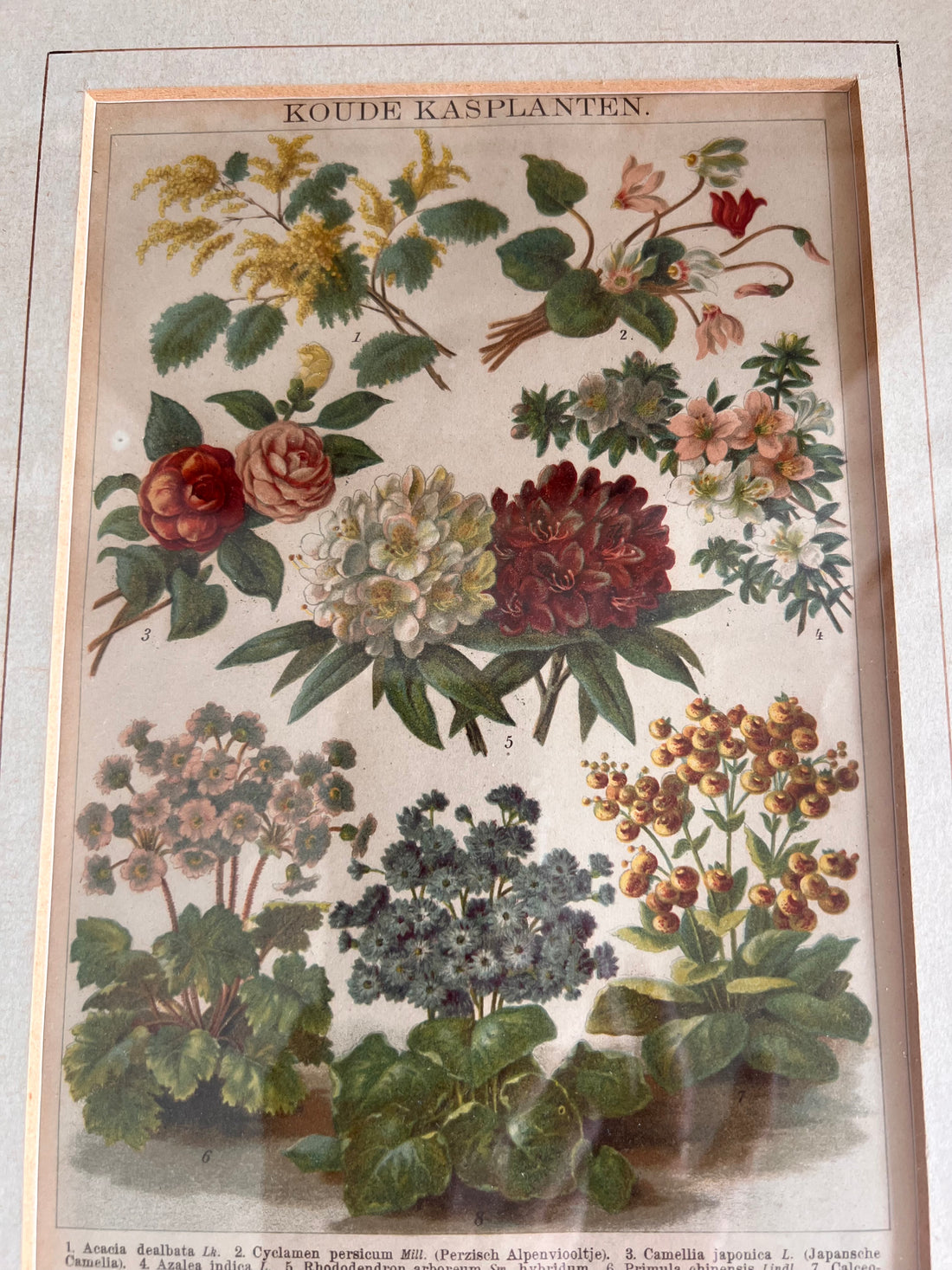 Antieke illustratie koude kasplanten