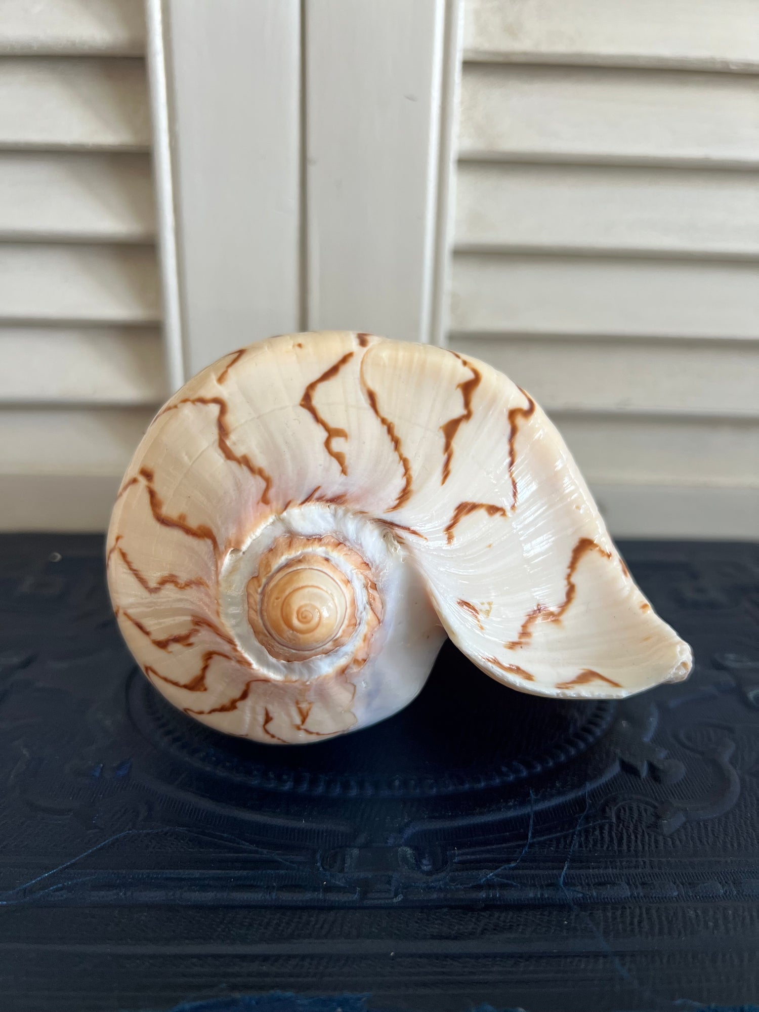Cymbiola Nobilis Parva schelp 