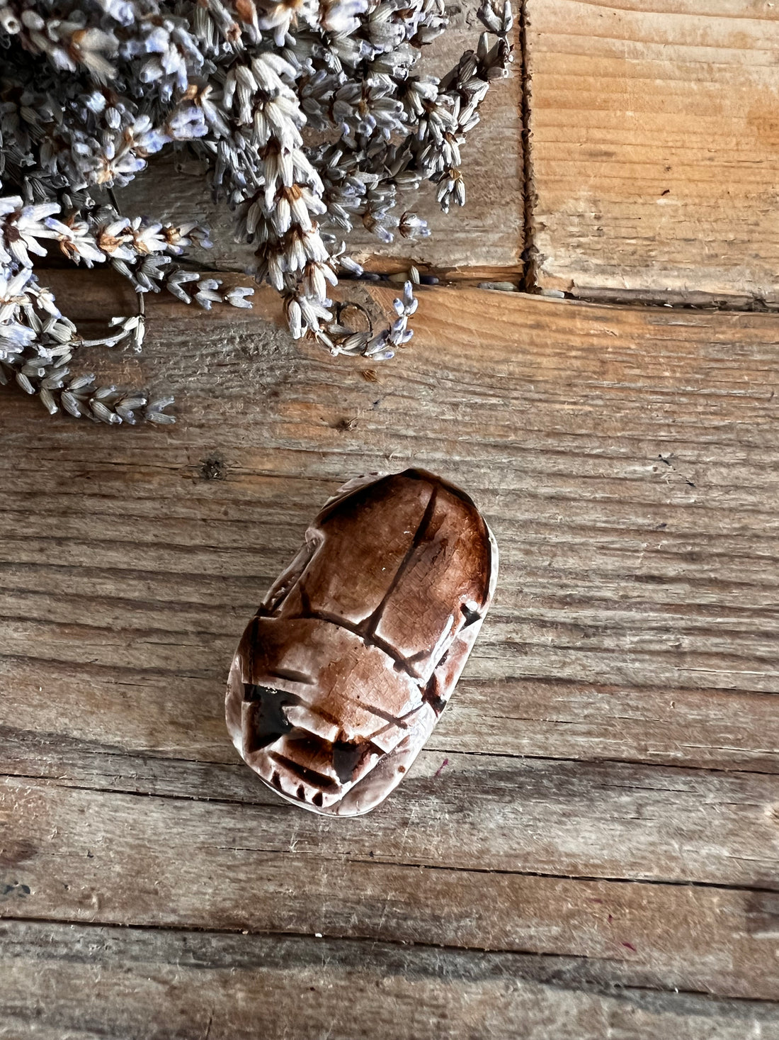 Scarabee bruin grote kraal