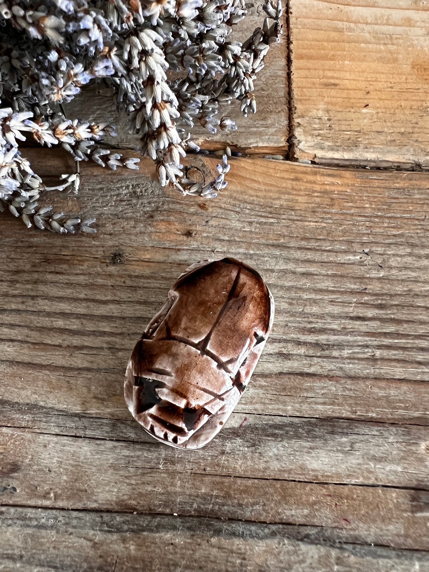 Scarabee bruin grote kraal