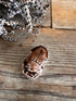 Scarabee bruin grote kraal