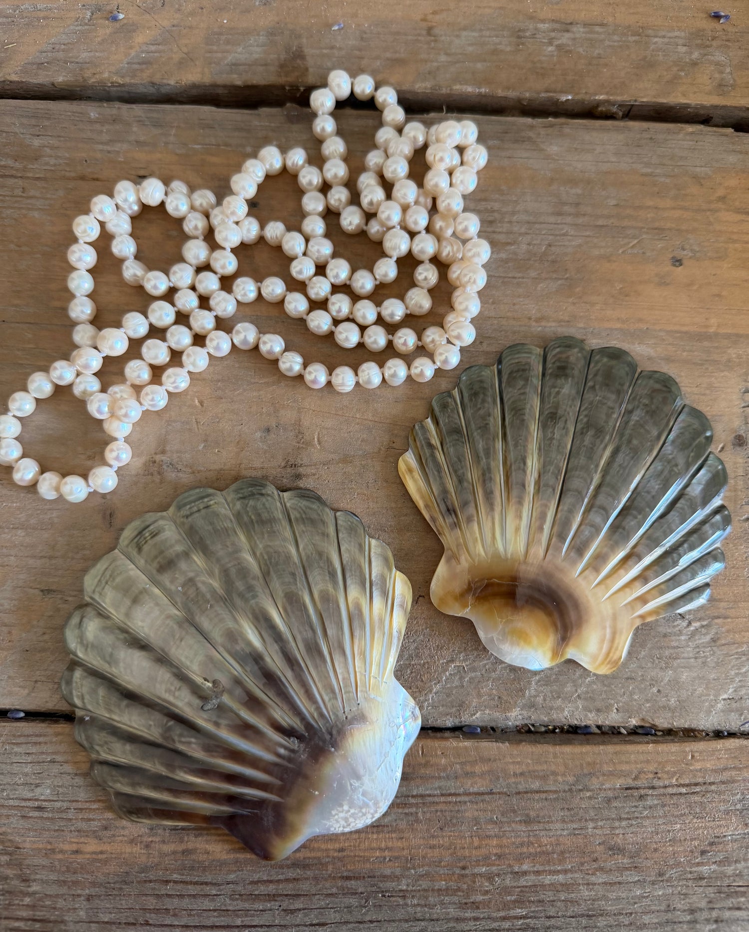 Gepolijste schelp in de vorm van een St. Jakobsschelp