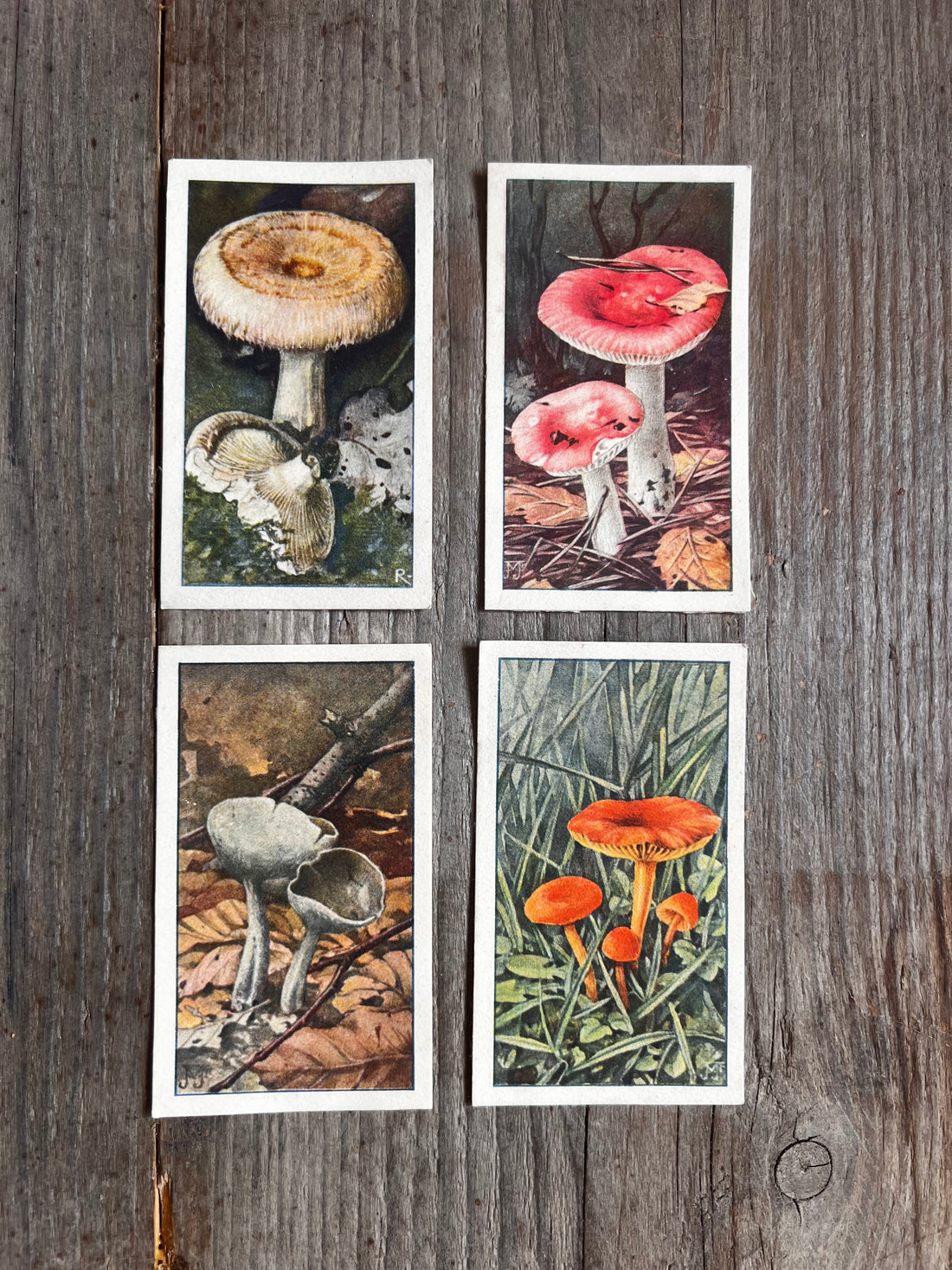 Verkade plaatjes paddenstoelen 1929 
