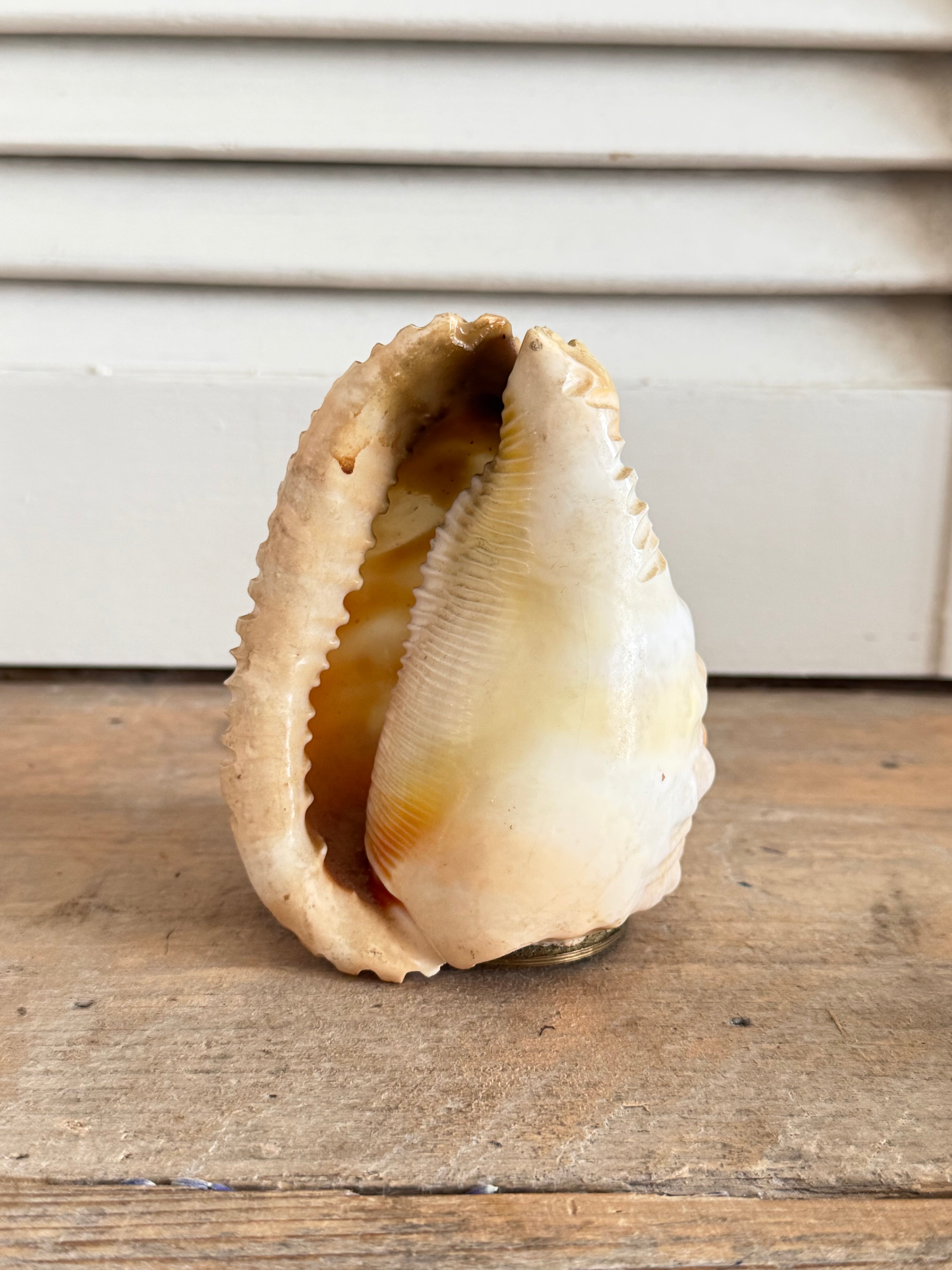 Antieke handgesneden camee schelp - decoratief lampenkapje