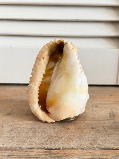 Antieke handgesneden camee schelp - decoratief lampenkapje