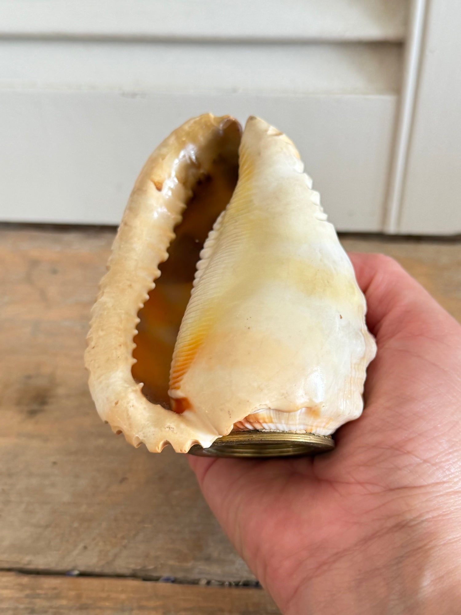Antieke handgesneden camee schelp - decoratief lampenkapje