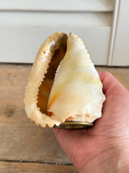 Antieke handgesneden camee schelp - decoratief lampenkapje