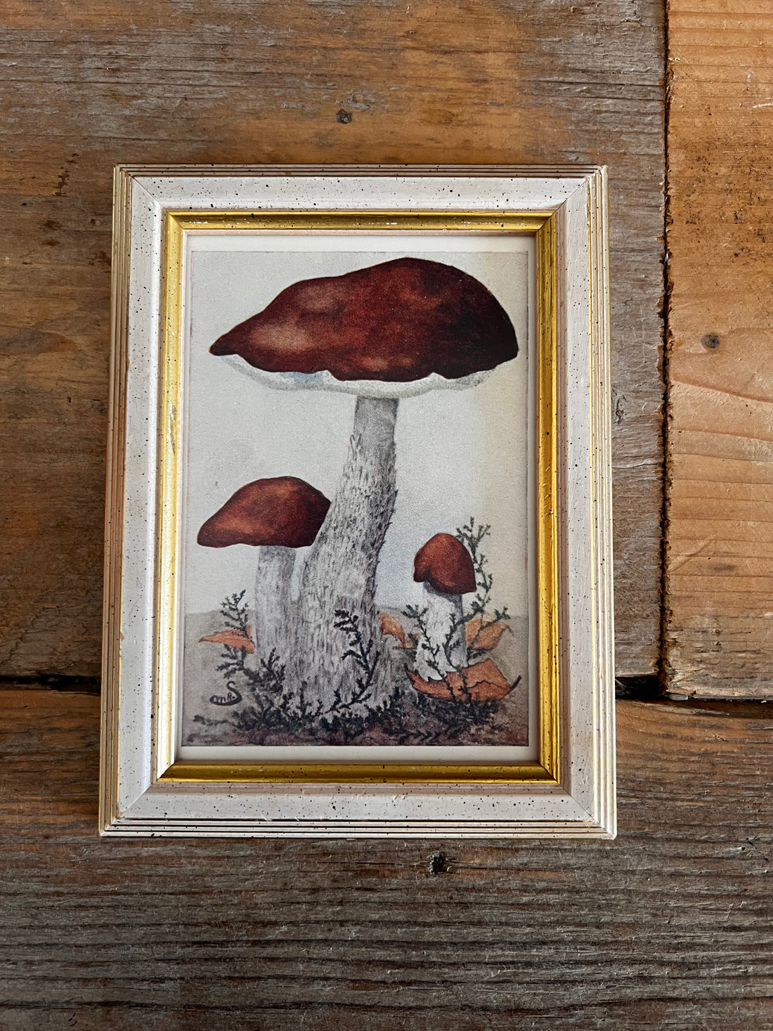 jaren ’80 fotolijstje, vintage fotolijst, antieke illustratie, paddenstoelen illustratie, botanische prent, retro woondecoratie, vintage muurdecoratie, botanische kunst, nostalgisch lijstje
