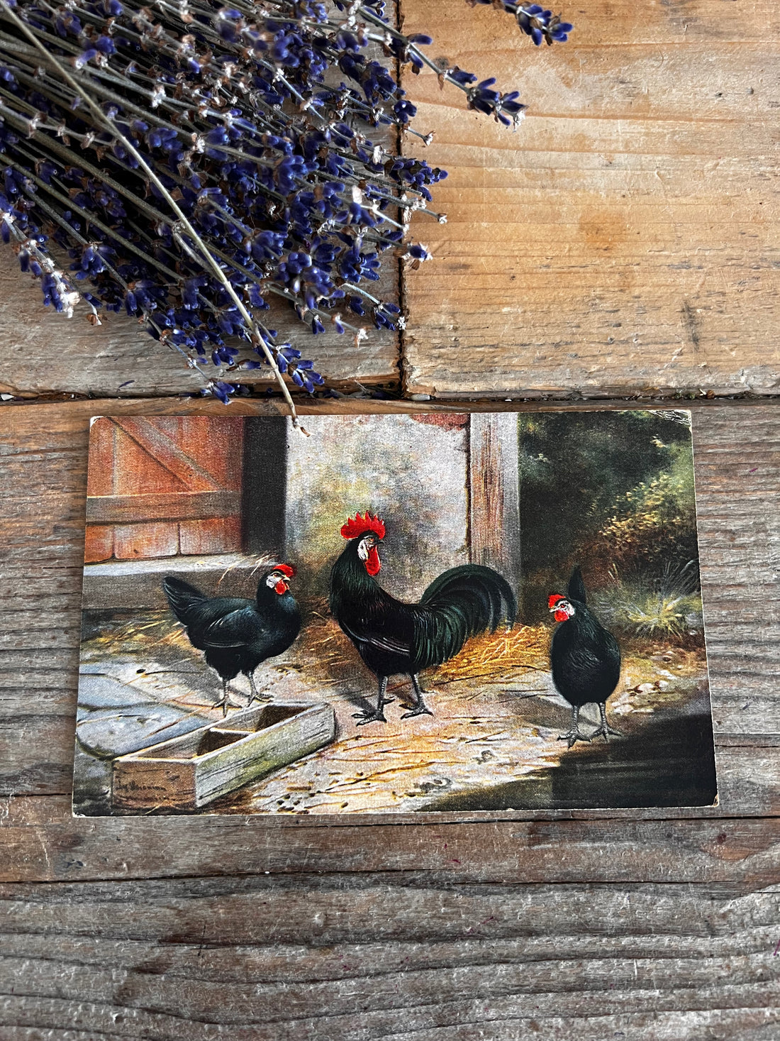 Vintage ansichtkaart met Minorca kippen
vintage ansichtkaart Minorca kippen, oude ansichtkaart kippen, Minorca kippen afbeelding, antieke ansichtkaarten dieren, begin 20e eeuw ansichtkaart, vintage dierenpostkaart, ansichtkaart landelijke dieren