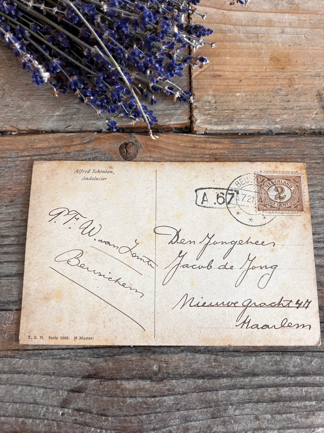 vintage ansichtkaart Minorca kippen, oude ansichtkaart kippen, Minorca kippen afbeelding, antieke ansichtkaarten dieren, begin 20e eeuw ansichtkaart, vintage dierenpostkaart, ansichtkaart landelijke dieren