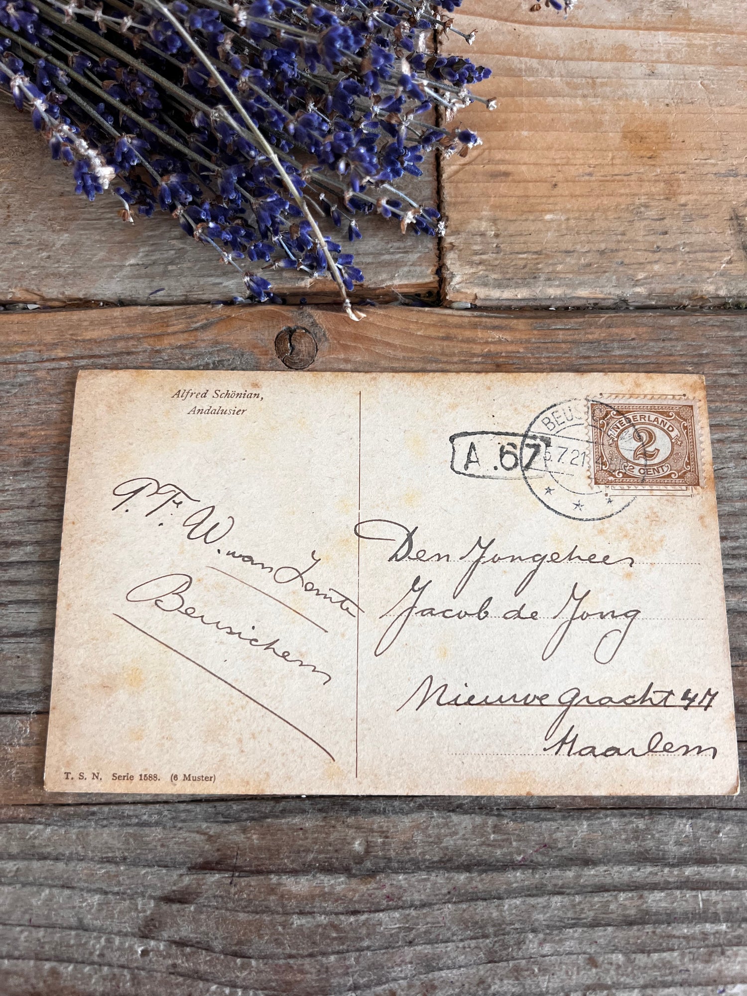 vintage ansichtkaart Minorca kippen, oude ansichtkaart kippen, Minorca kippen afbeelding, antieke ansichtkaarten dieren, begin 20e eeuw ansichtkaart, vintage dierenpostkaart, ansichtkaart landelijke dieren